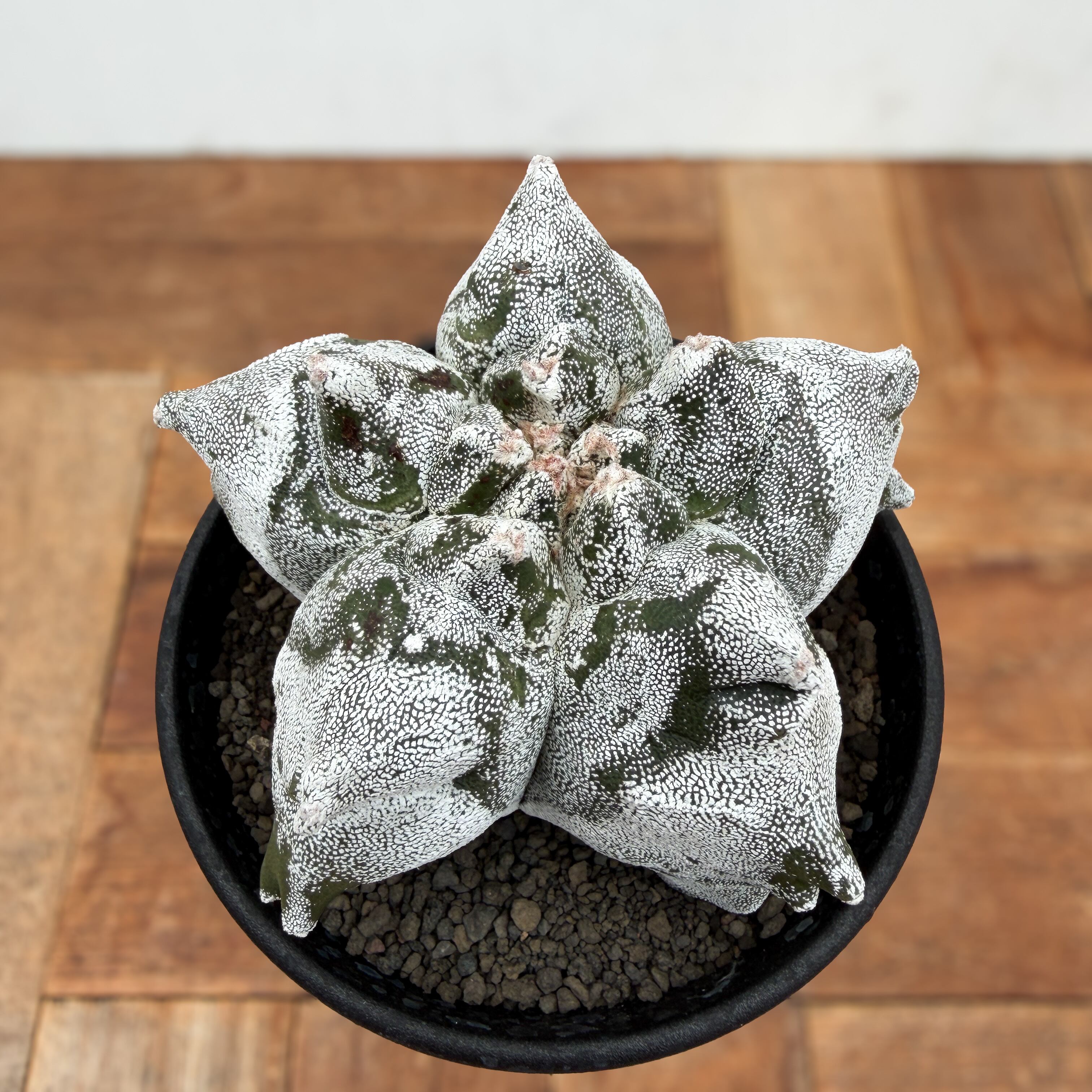 Astrophytum myriostigma【アストロフィツム・亀甲ランポー Astrophytum myriostigma【アストロフィツム・亀甲ランポー
