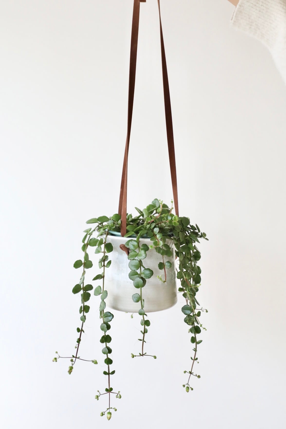 S】カランコエ フィフィ/Kalanchoe phiphi ※北欧ハンギングポット付き