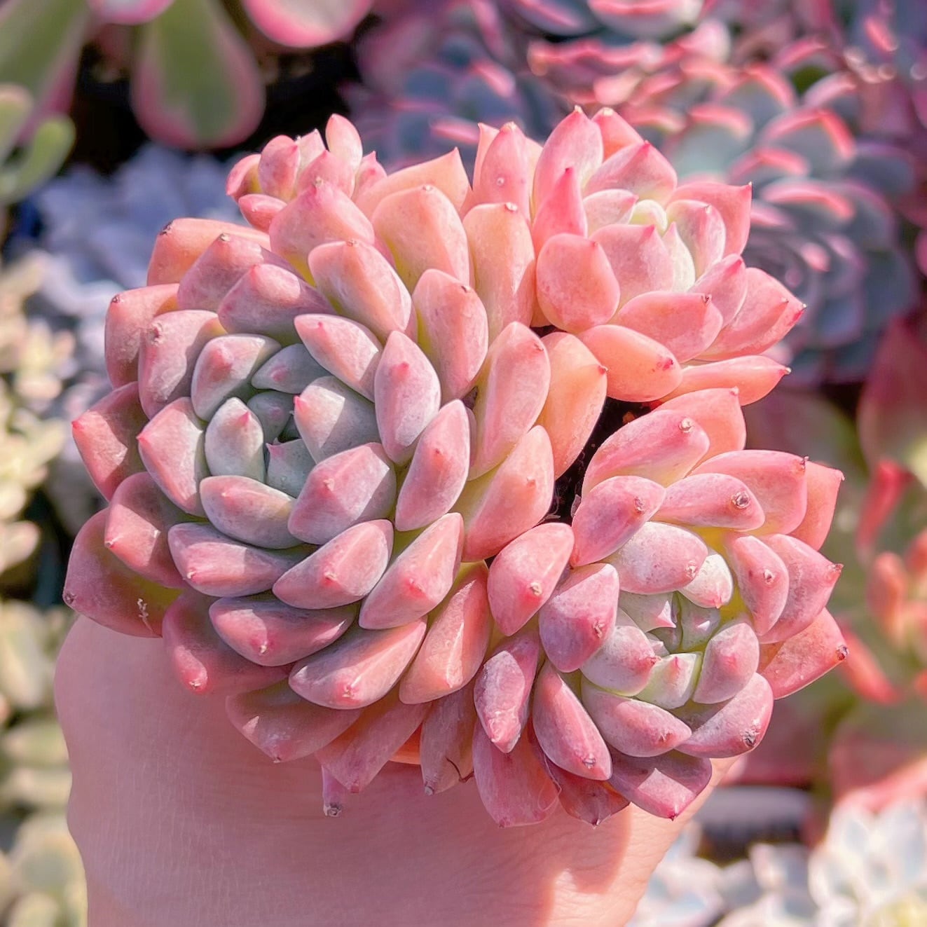 多肉植物 プロリフェラxラウル 3～4頭 新入荷 るる農園 | るる農園