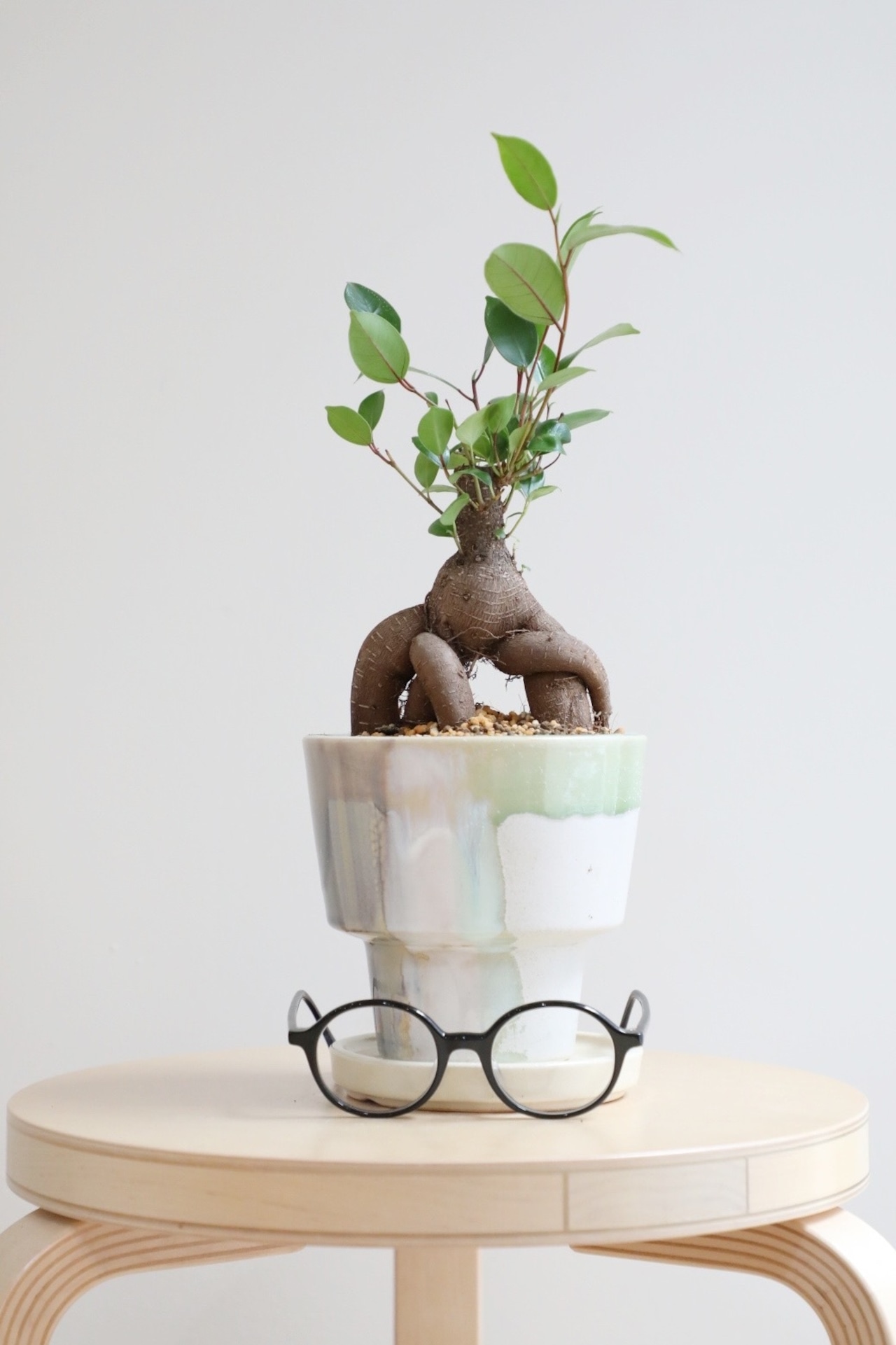 【M】ガジュマル/Ficus microcarpa