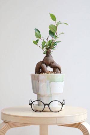 【M】ガジュマル/Ficus microcarpa