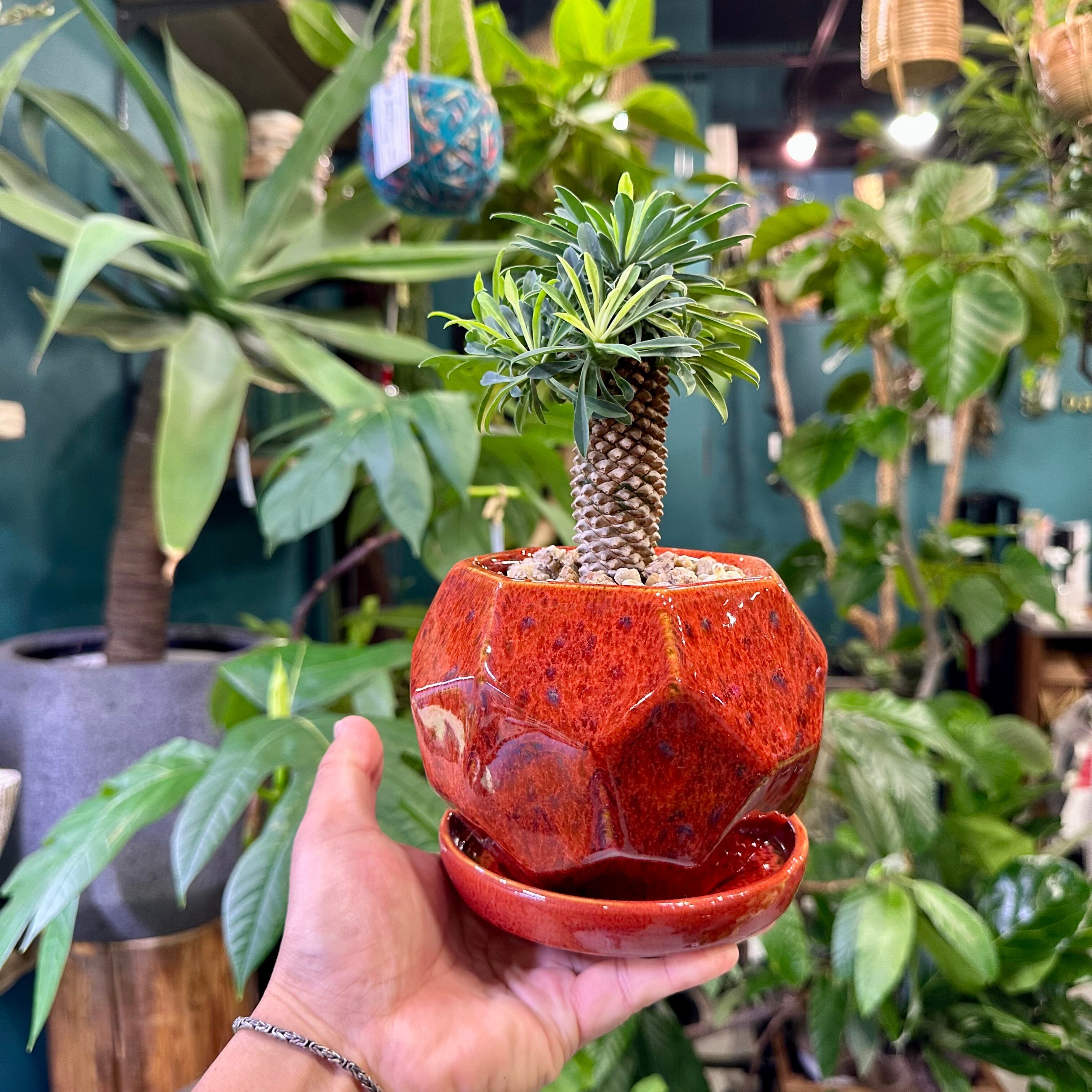 パイナップルコーン（ソテツキリン） | barrelplants_BONSAI