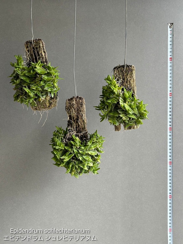 Epidendrum schlechterianum エピデンドラム シュレヒテリアヌム【artPLANTs】