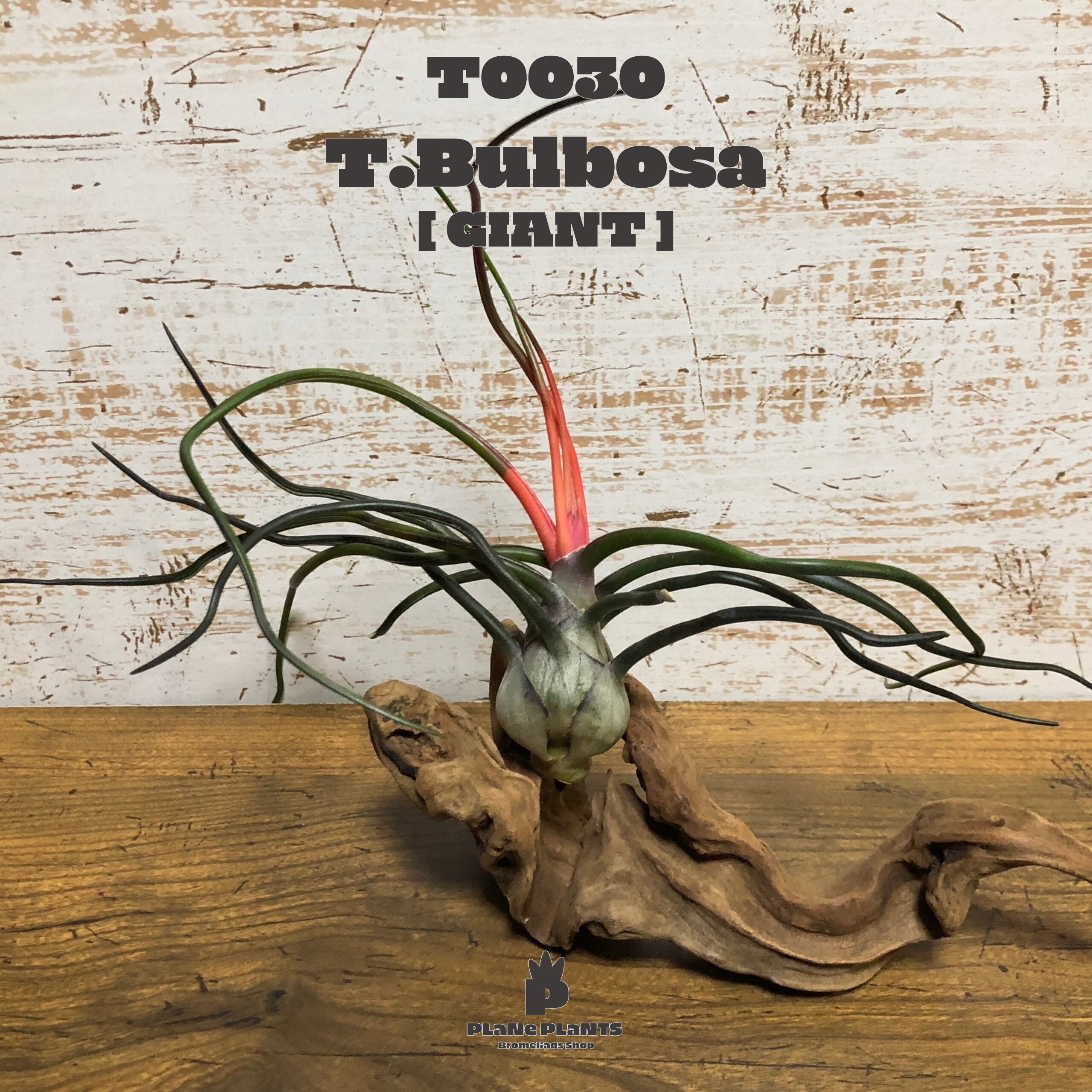 【送料無料】ブルボーサ ジャイアント〔エアプランツ〕現品発送T0030