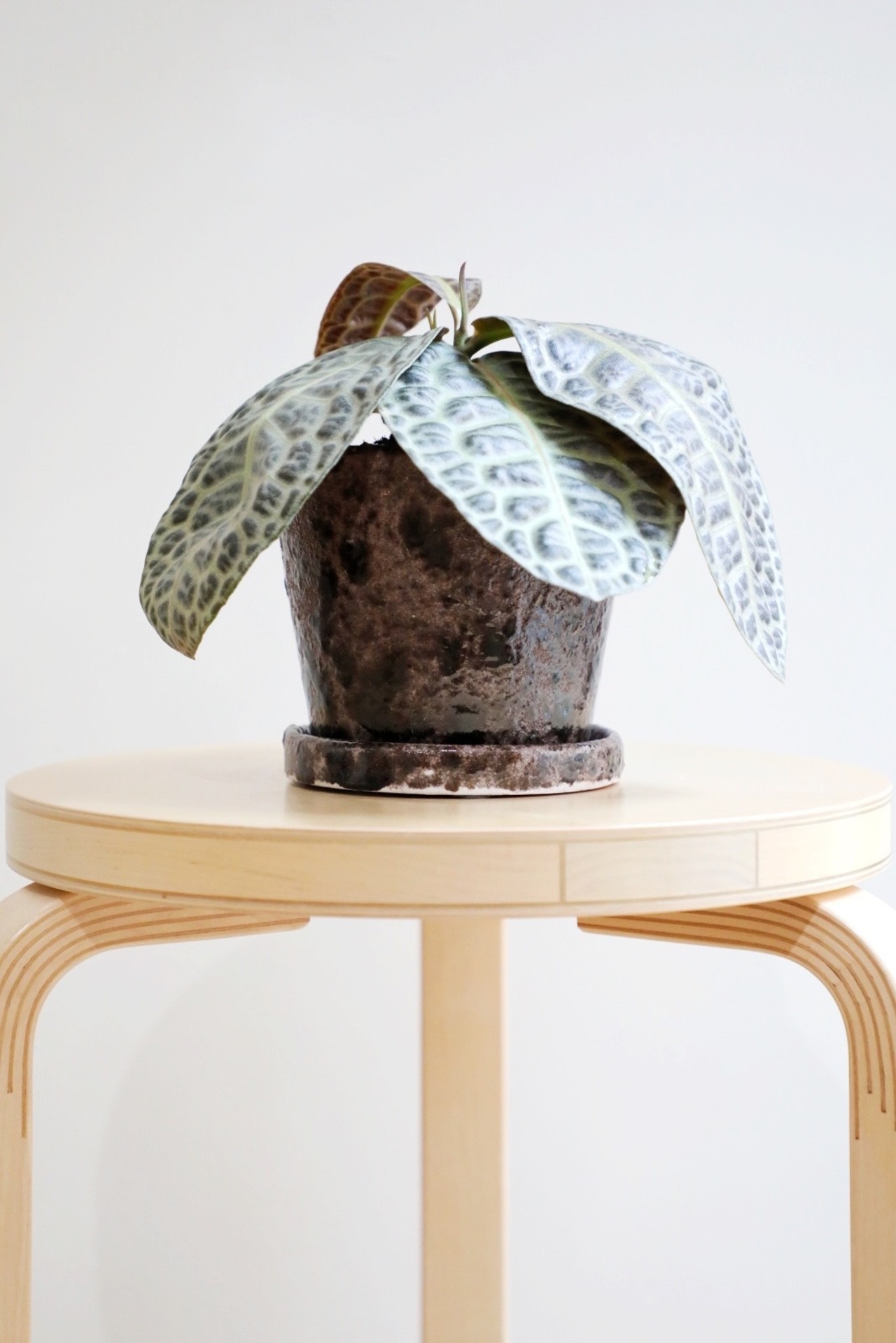 【M】【希少】ラビシア タートルバック/Labisia Turtle Back