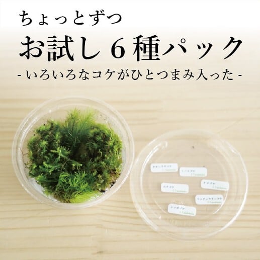 苔多種類 苔多種類 【公式通販】
