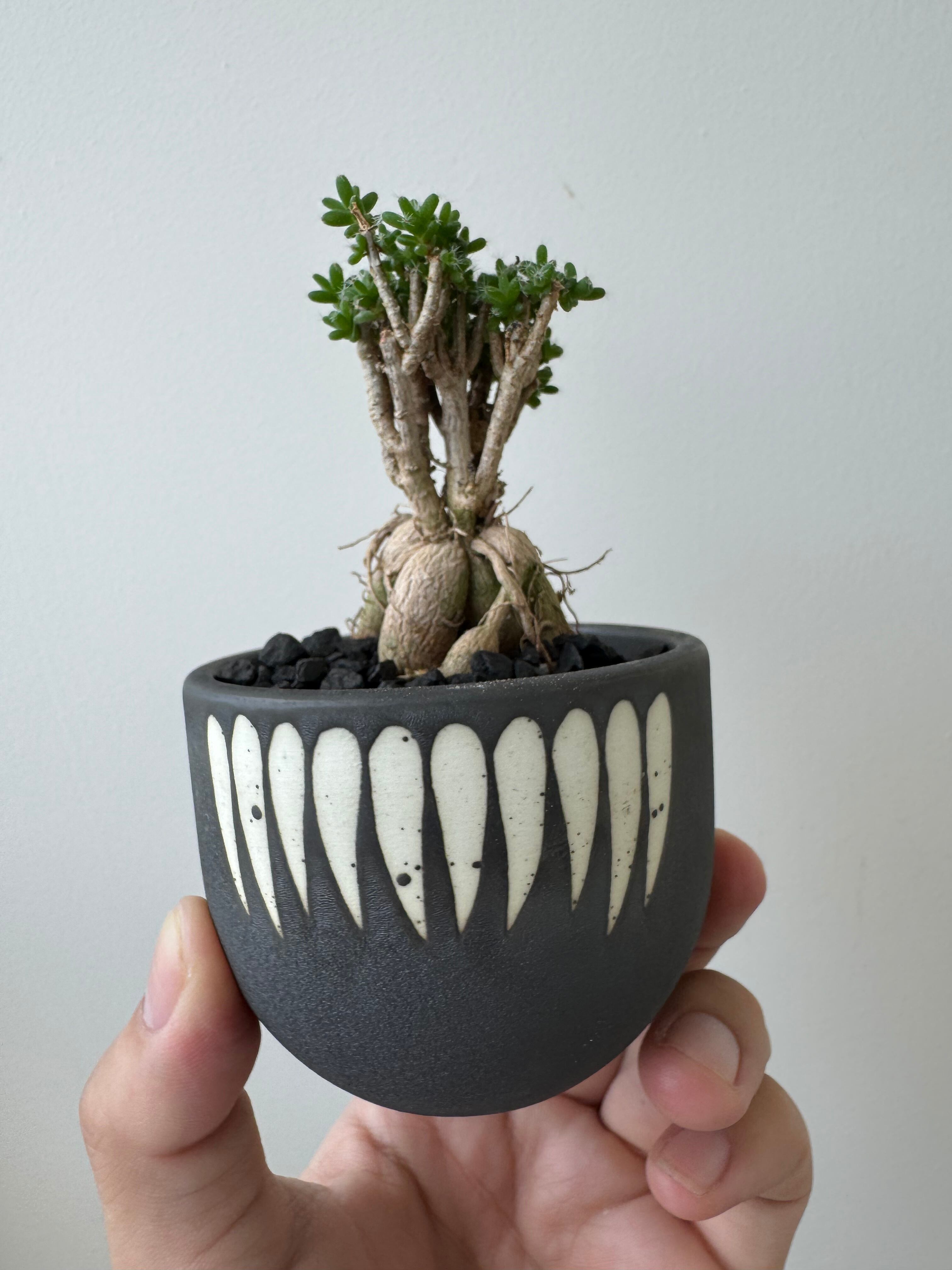 【新着】Trichodiadema bulbosum × VALIEM DEVIL 3 姫紅小松【ストリートな盆栽】トリコディアデマ ブルボスム 姫紅小松