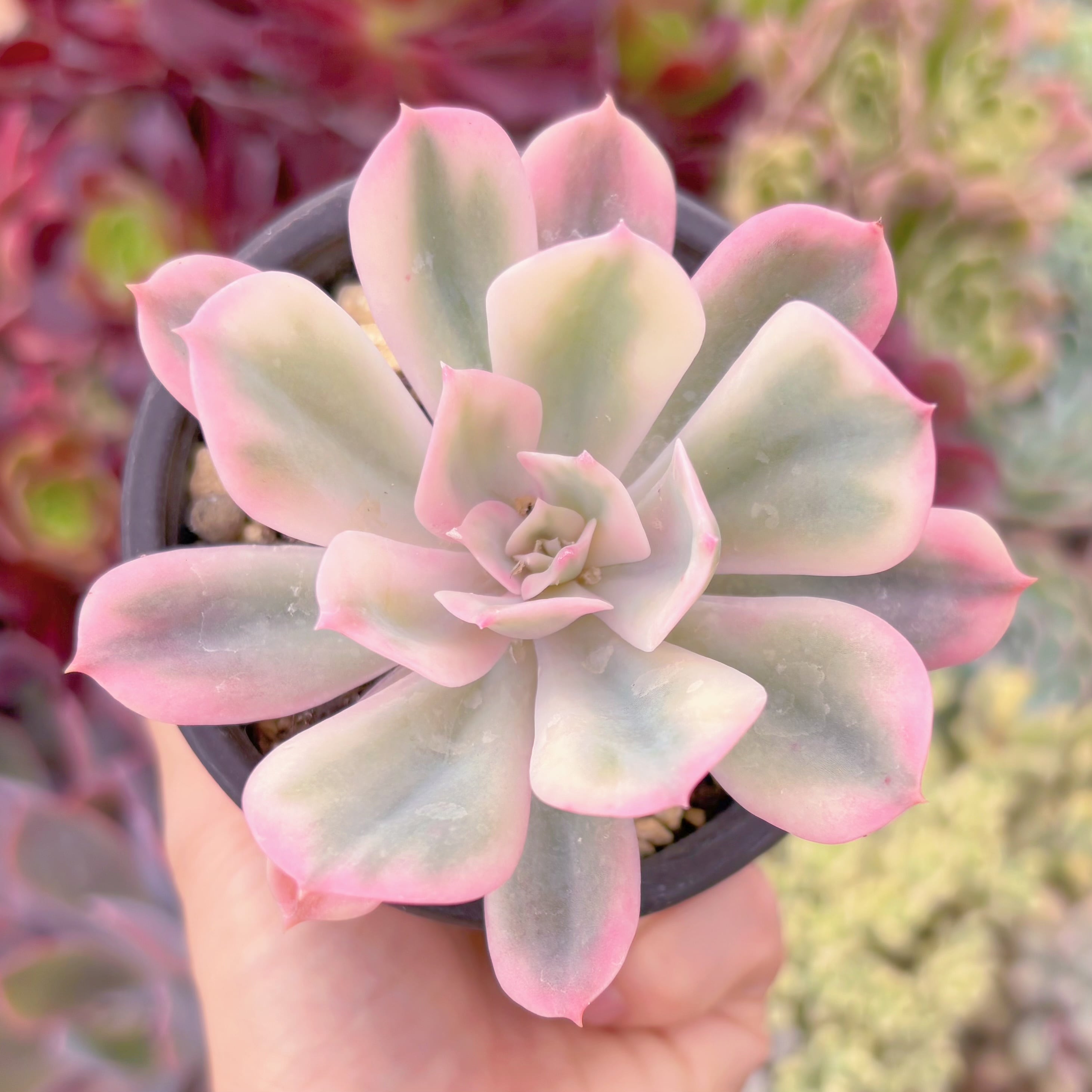 現品　七福神錦#F059　古株　るる農園