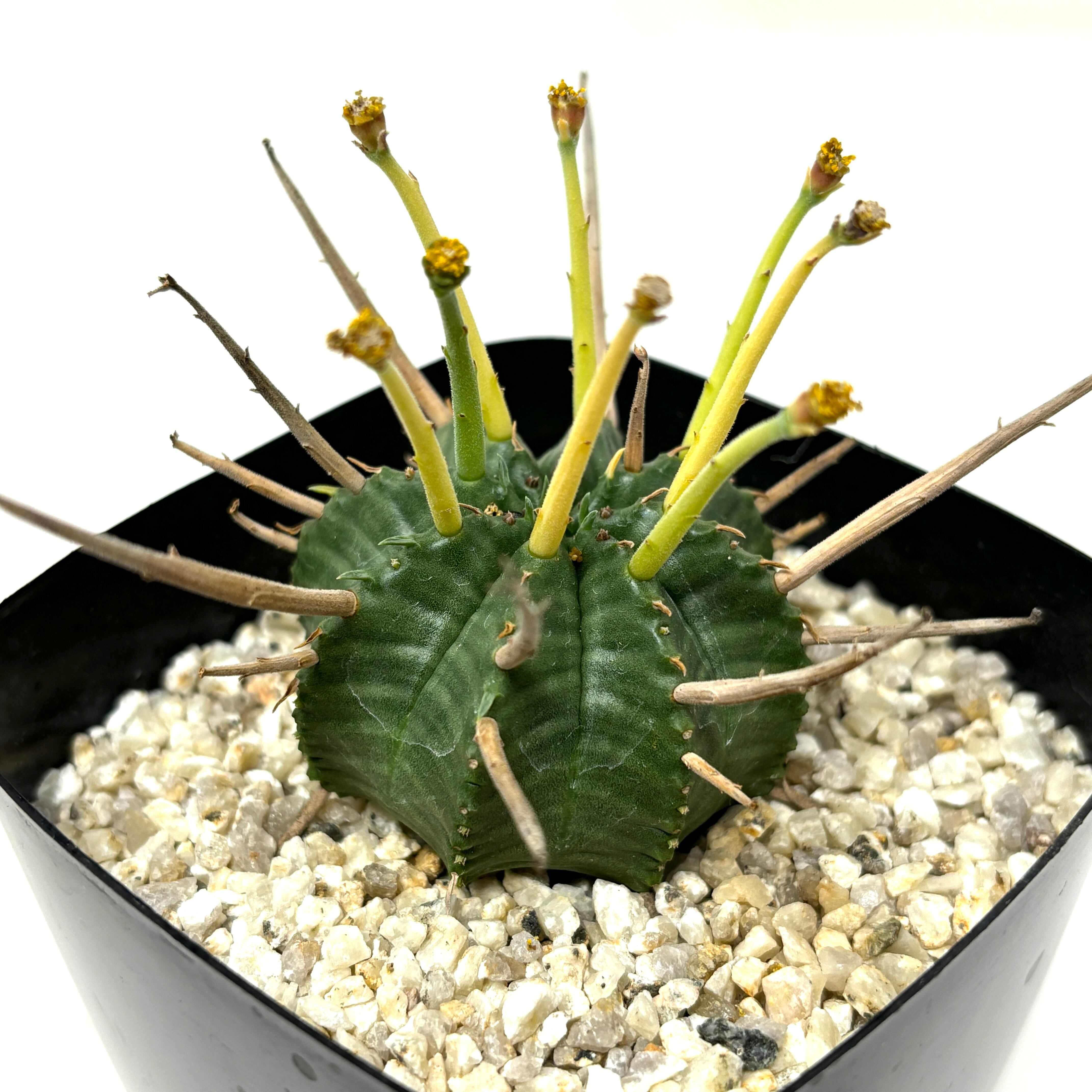 ユーフォルビア バリダ【569】 | PROTOLEAF プロトリーフ