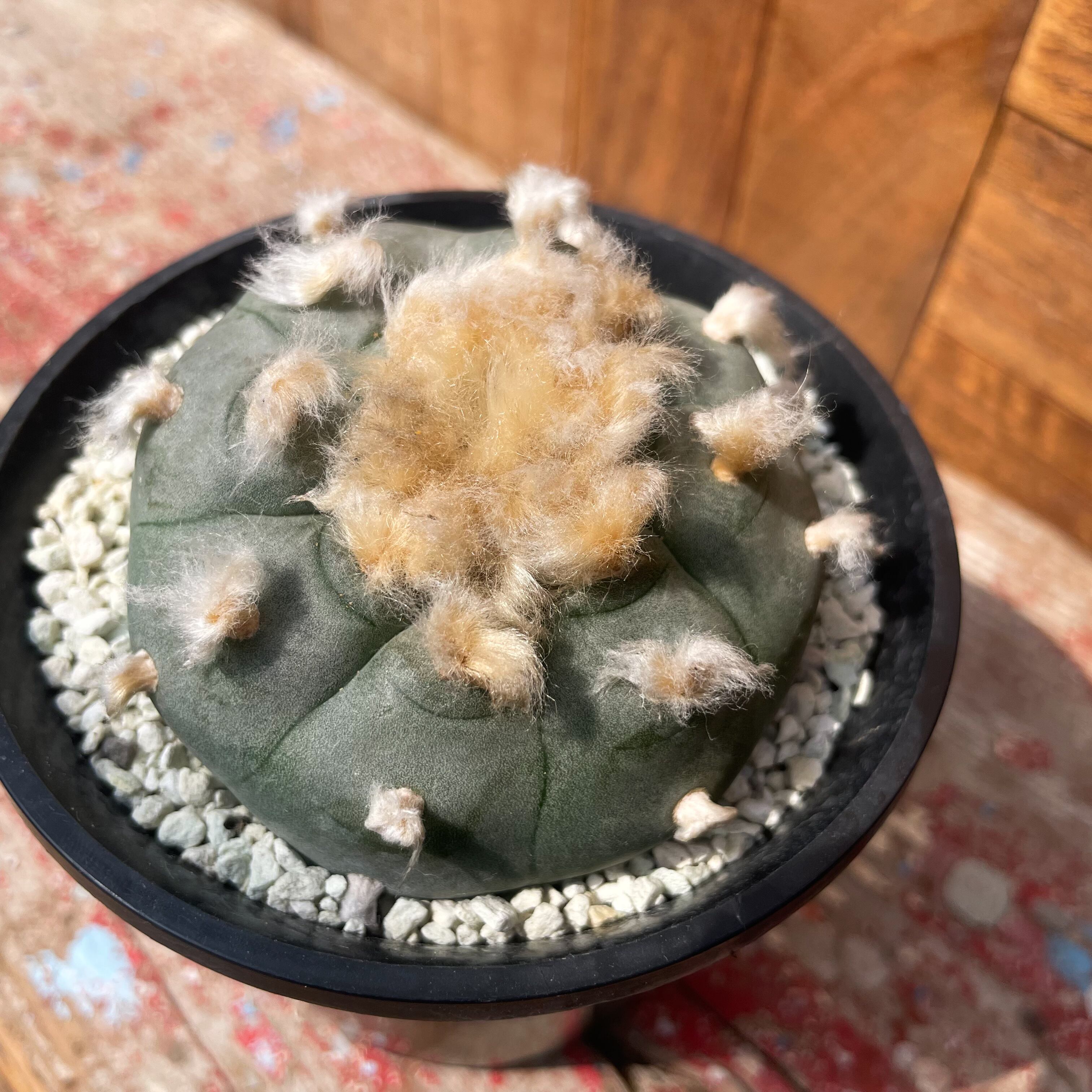 Lophophora williamsii 