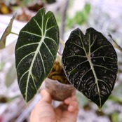 【斑入り】アロカシア ブラックベルベット⑤ / Alocasia reginula 'Variegated'│観葉植物
