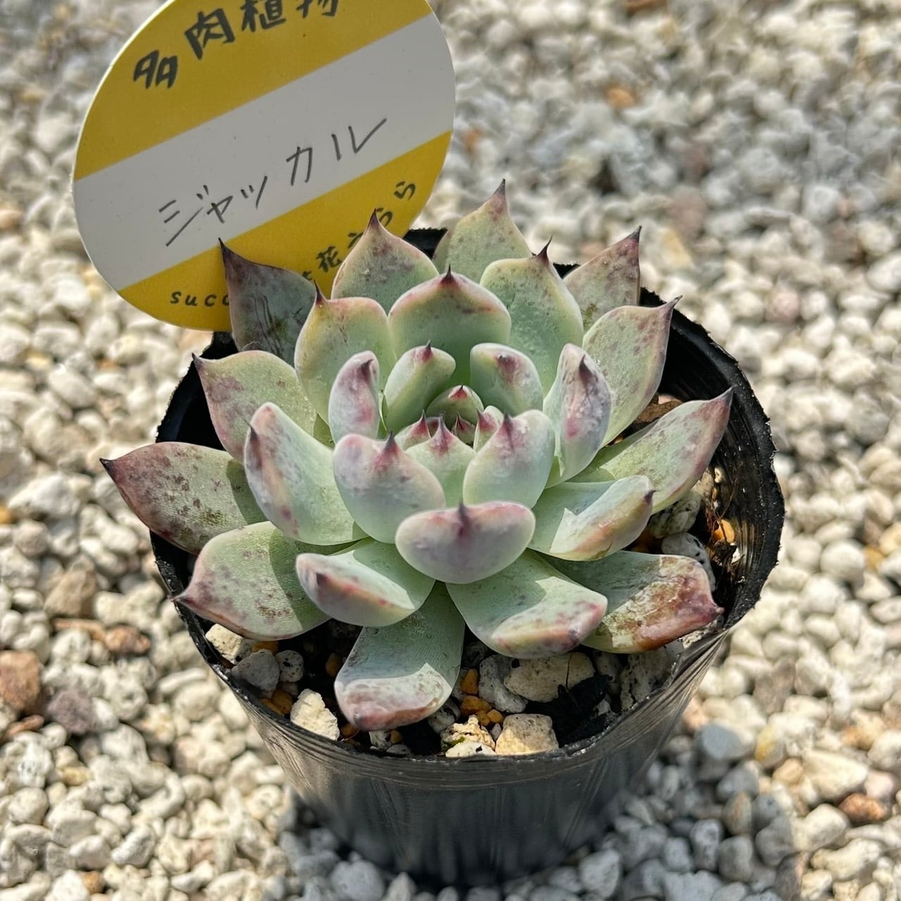天使の雫 一寸苗 多肉植物 セダム | Succulent 花うらら 〜多肉植物