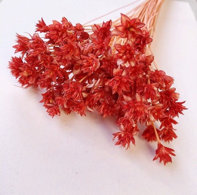 シェア花材☆ミニコーンフラワー フランボワーズ