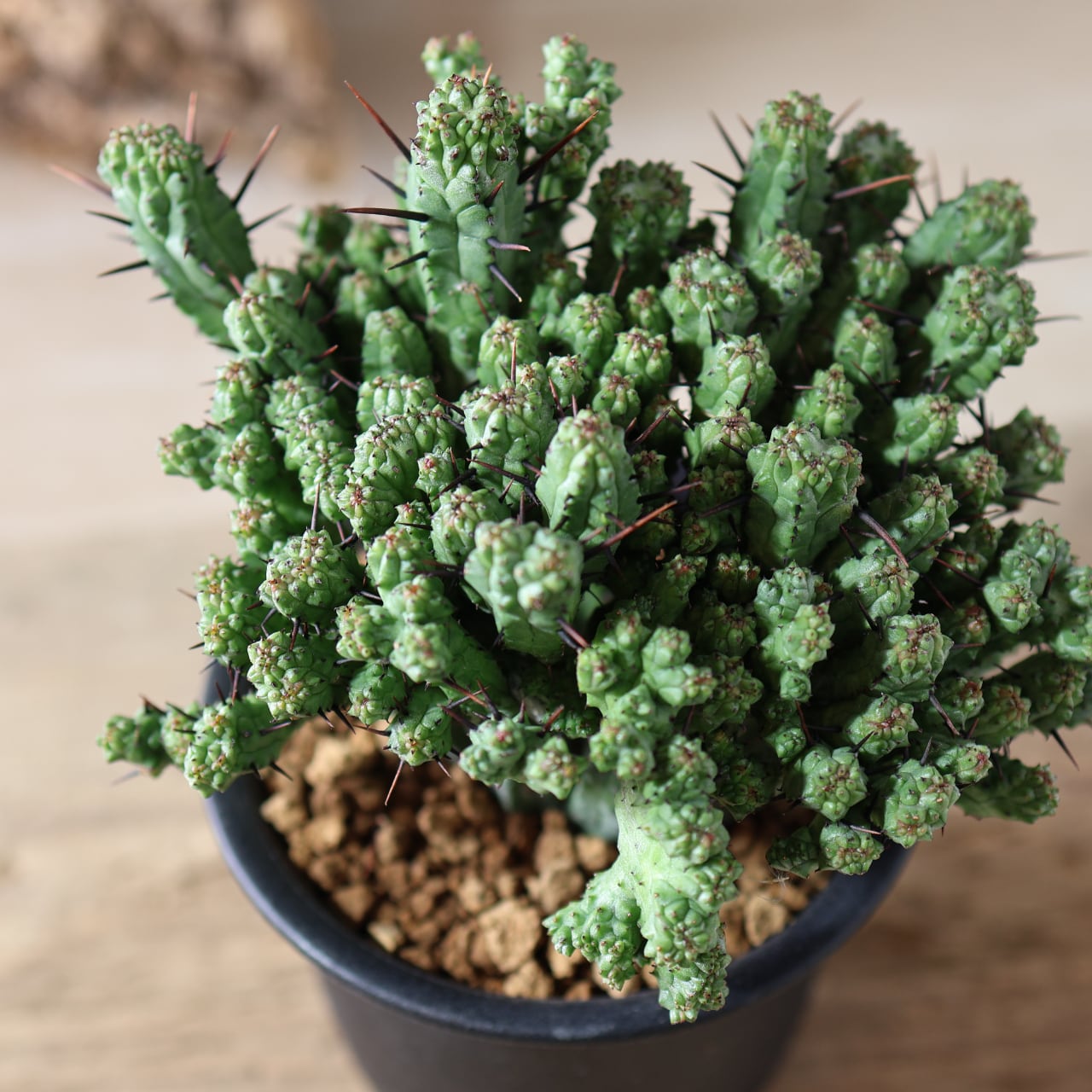 452 波打つ稜線『ユーフォルビア エノプラ クリスタータ 紅彩閣』観葉