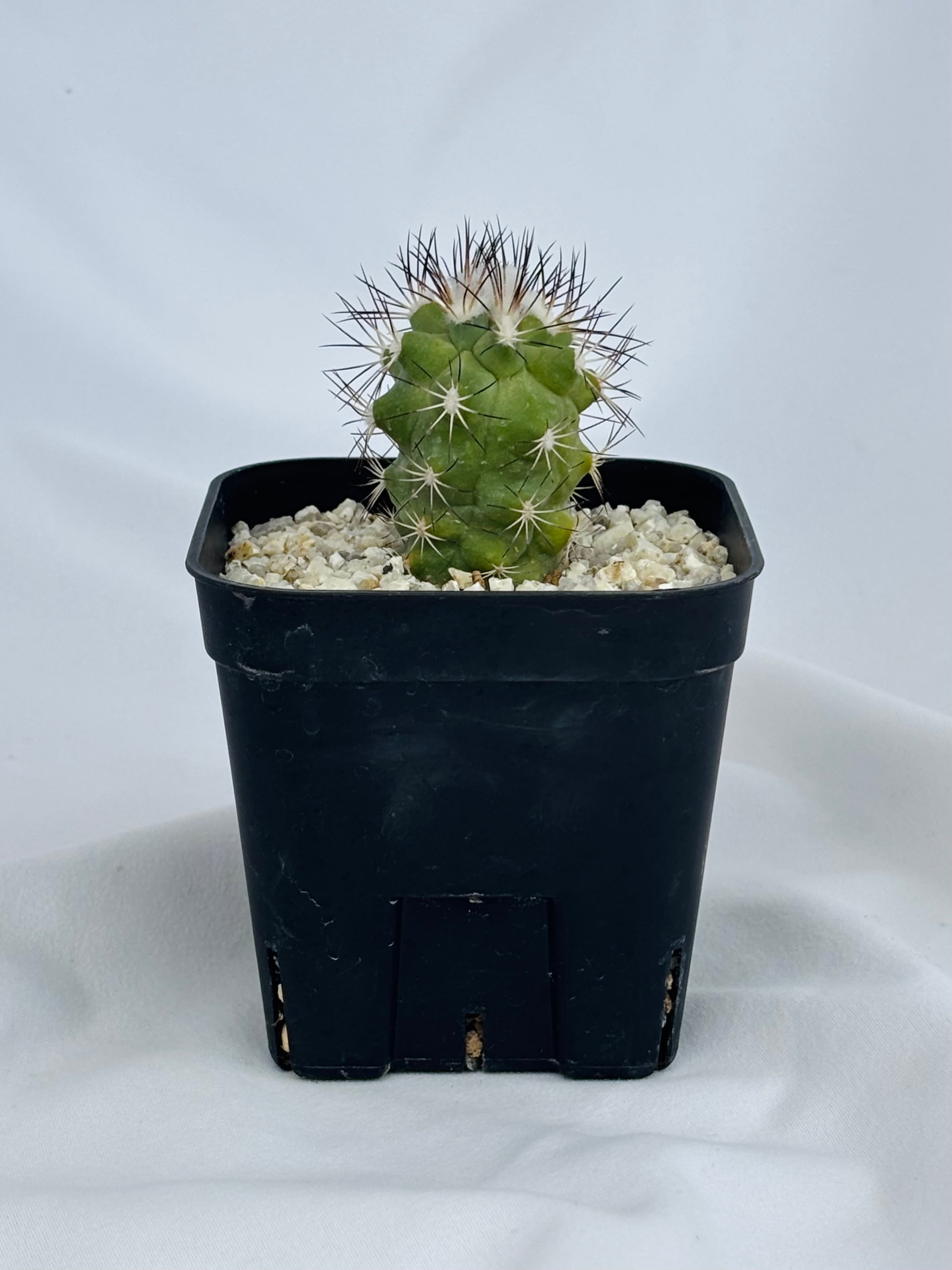 Gymnocactus gielsdorfianus ギムノカクタス 黒槍丸 サボテン | plants