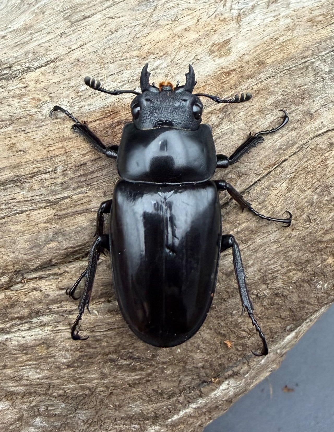 【WD】《 ギラファノコギリ亜種ボロブドゥール 90.5mm ペア》