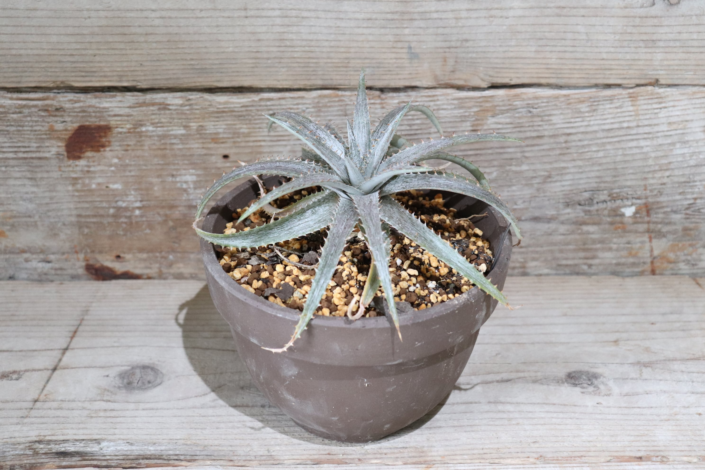送料無料】Macedoi〔ディッキア〕現品発送D0048 | plane plants