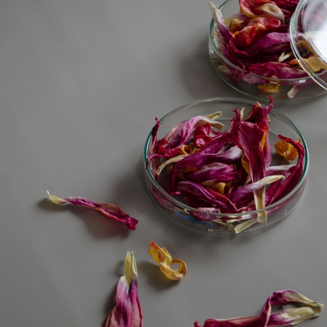 fragrance petals  tulip | potpourri ポプリ
