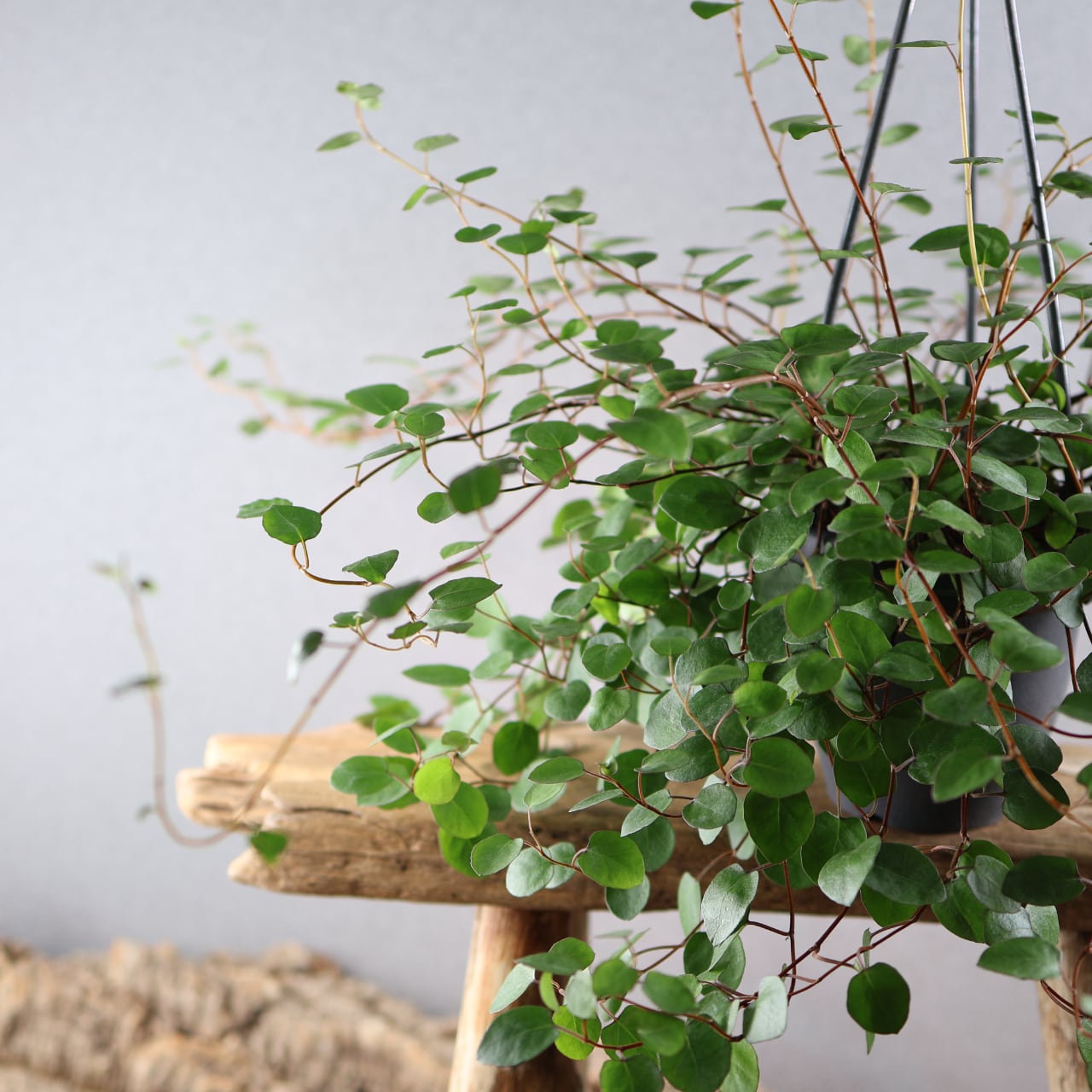 660『ビカクシダ コロナリウム』観葉植物【送料無料】 | MARX PLANTS