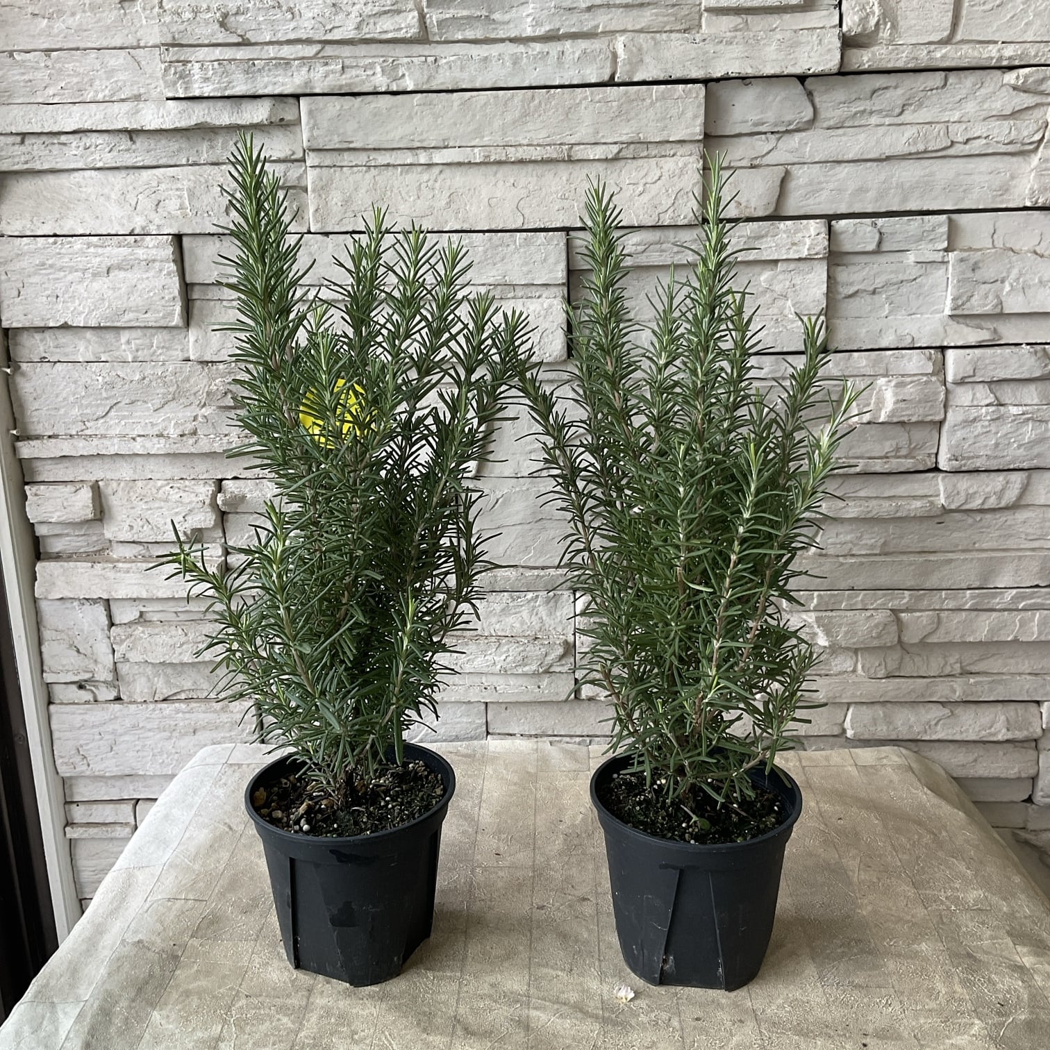 ハーブ・ローズマリー（スタンドタイプ）香り高い❗ボリューム◎！観葉植物！高さ85 ハーブ・ローズマリー（スタンドタイプ）香り高い❗ボリューム◎！観葉