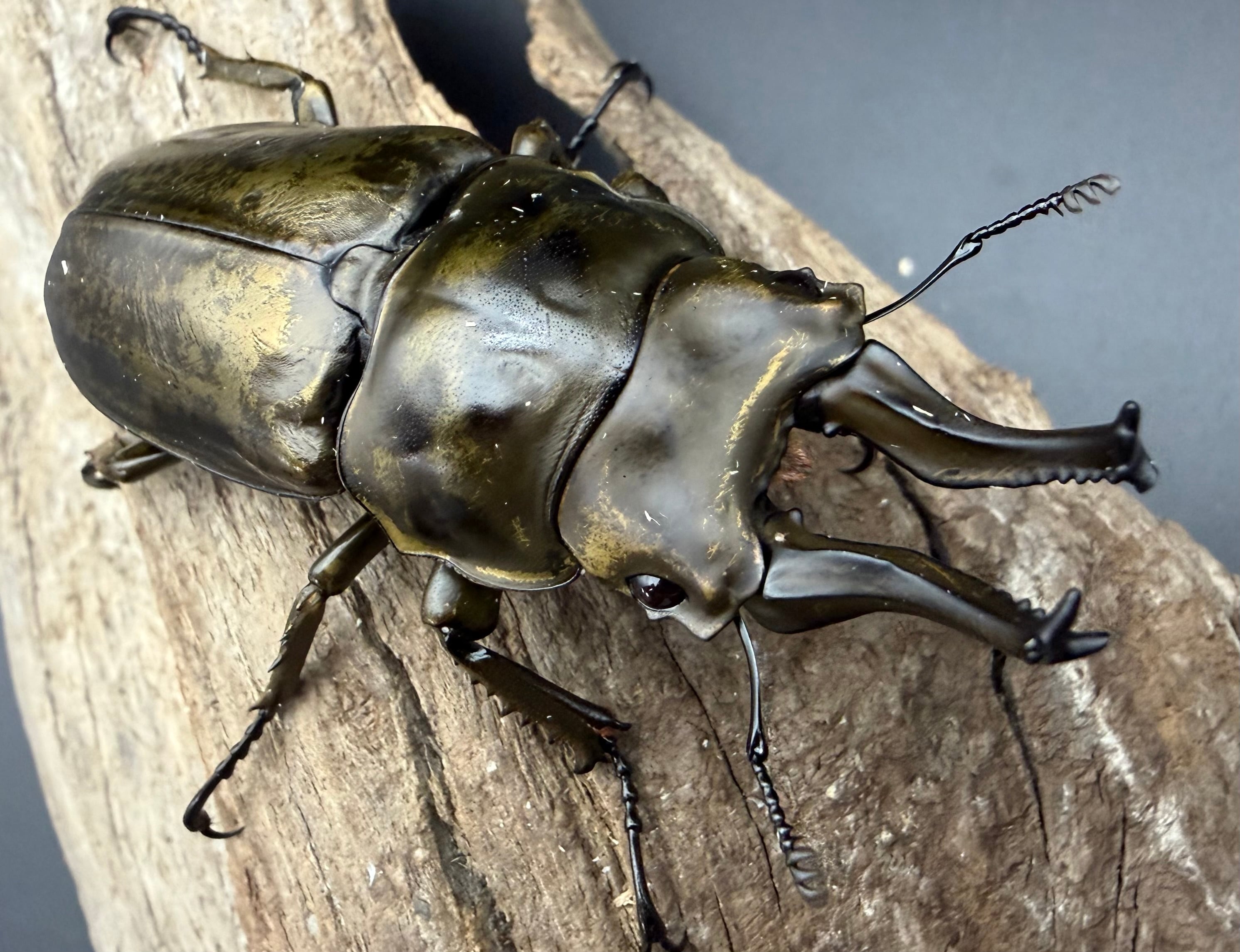 オウゴンオニクワガタの仲間 | KPW公式オンラインショップ