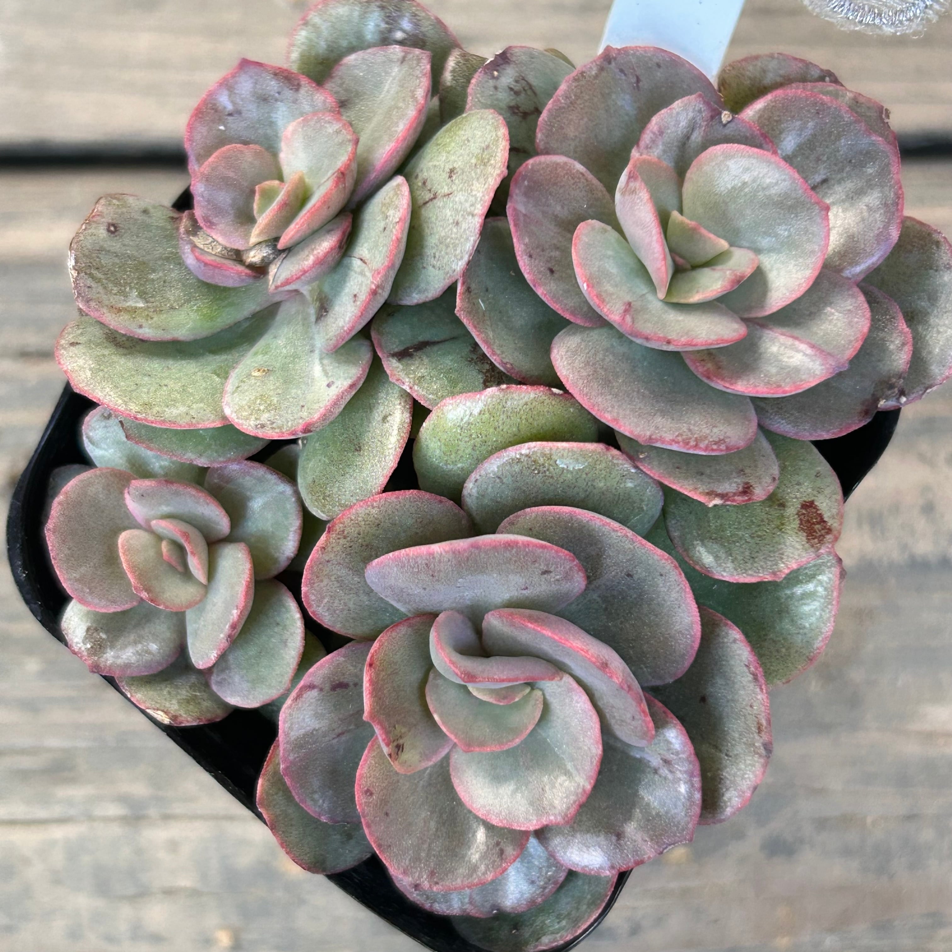 群生 | RuPo 多肉植物専門店