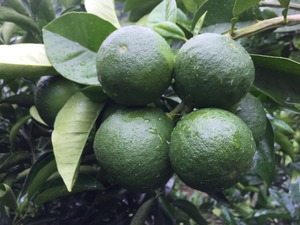 土佐文旦　ご家庭用MIXサイズ10㎏（約20玉前後入り）