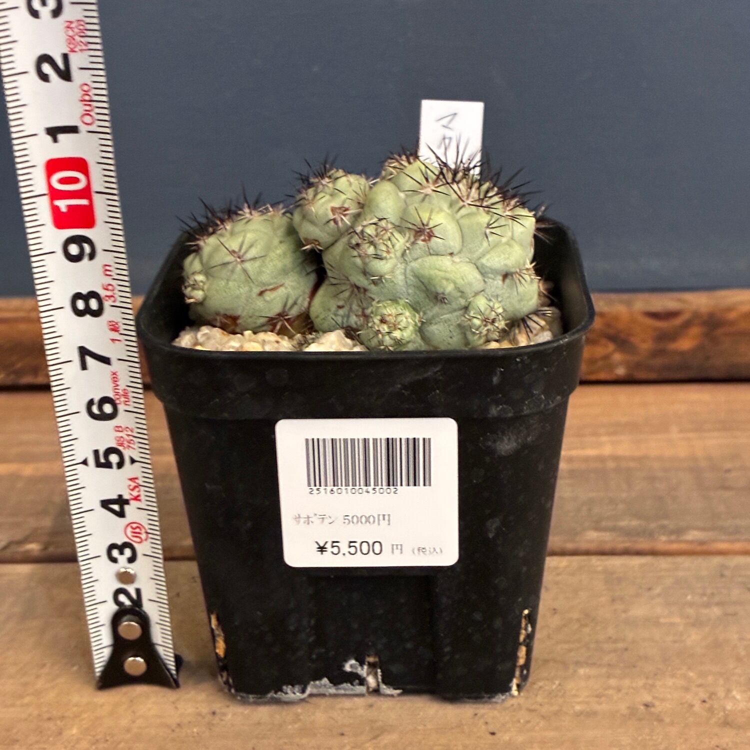 オルテゴカクタス　マクドガリー　実生 Copiapoa】サボテン オルテゴカクタス マクドガリー実生【875