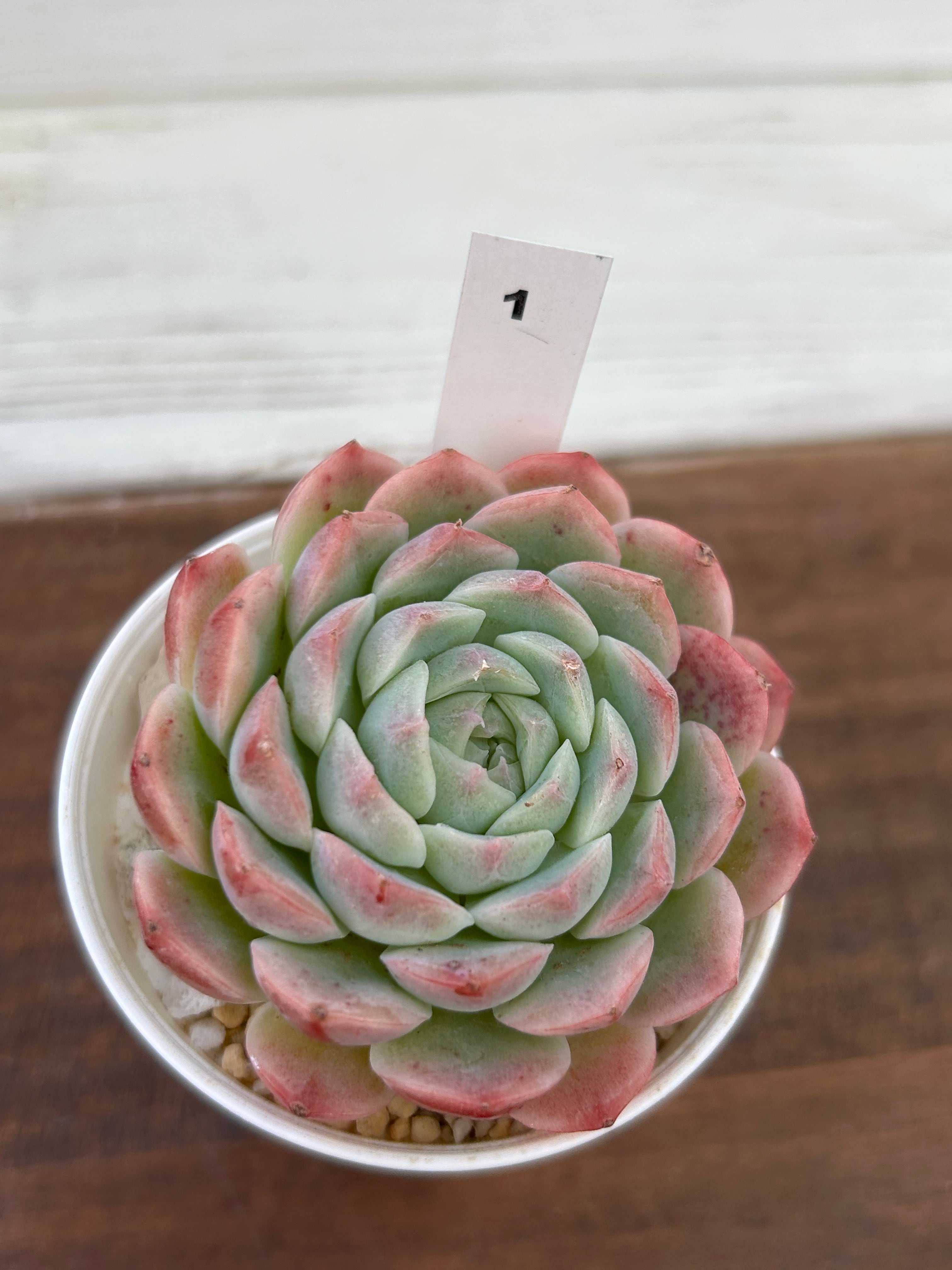 輸入苗 ☆Cabela No.1