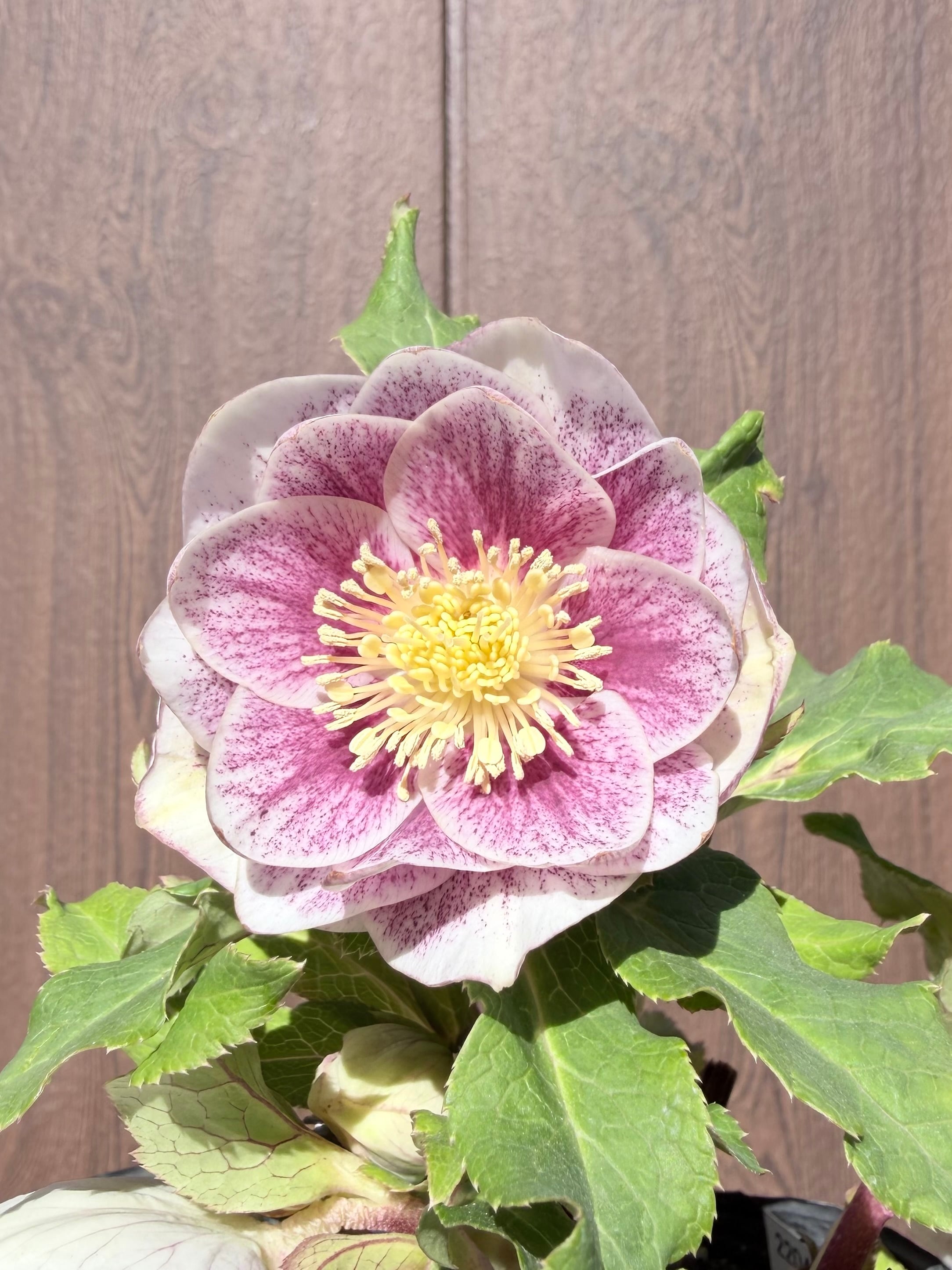 モーリーグリーンネクタリー 加藤農園 クリスマスローズ【ka66】送料