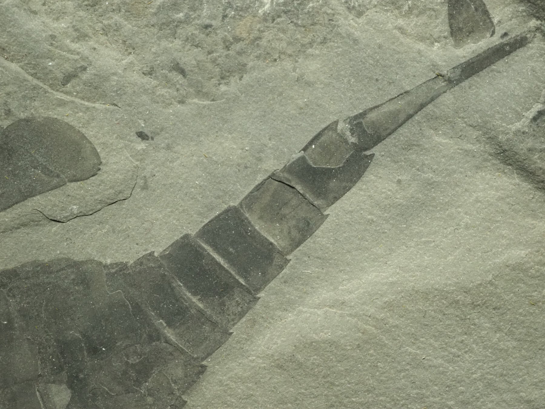 極上！ウミサソリの化石【Eurypterus remipes】【342g】アメリカ