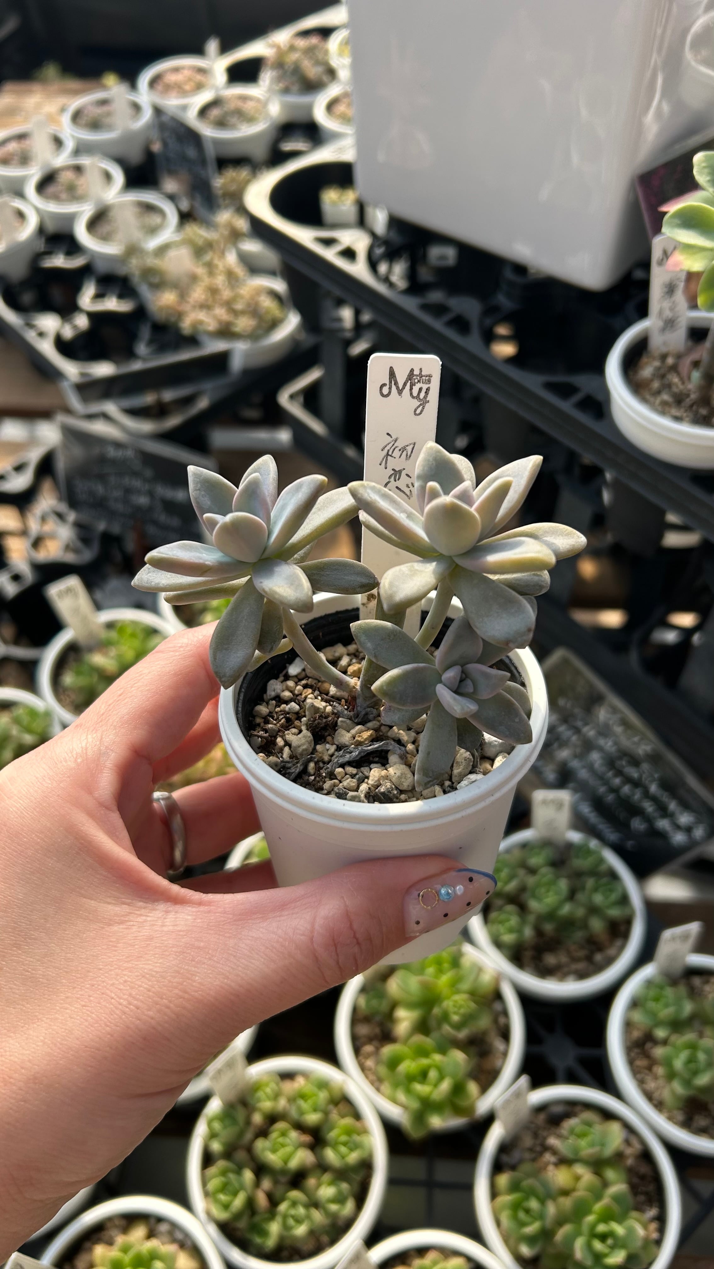 初恋 多肉植物 グラプトベリア 安心の生産ポットそのまま販売（8個