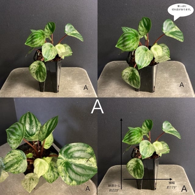 熱帯植物 ペペロミア 雪兎 ペペロミア サンデルシー 斑入り スイカぺぺ