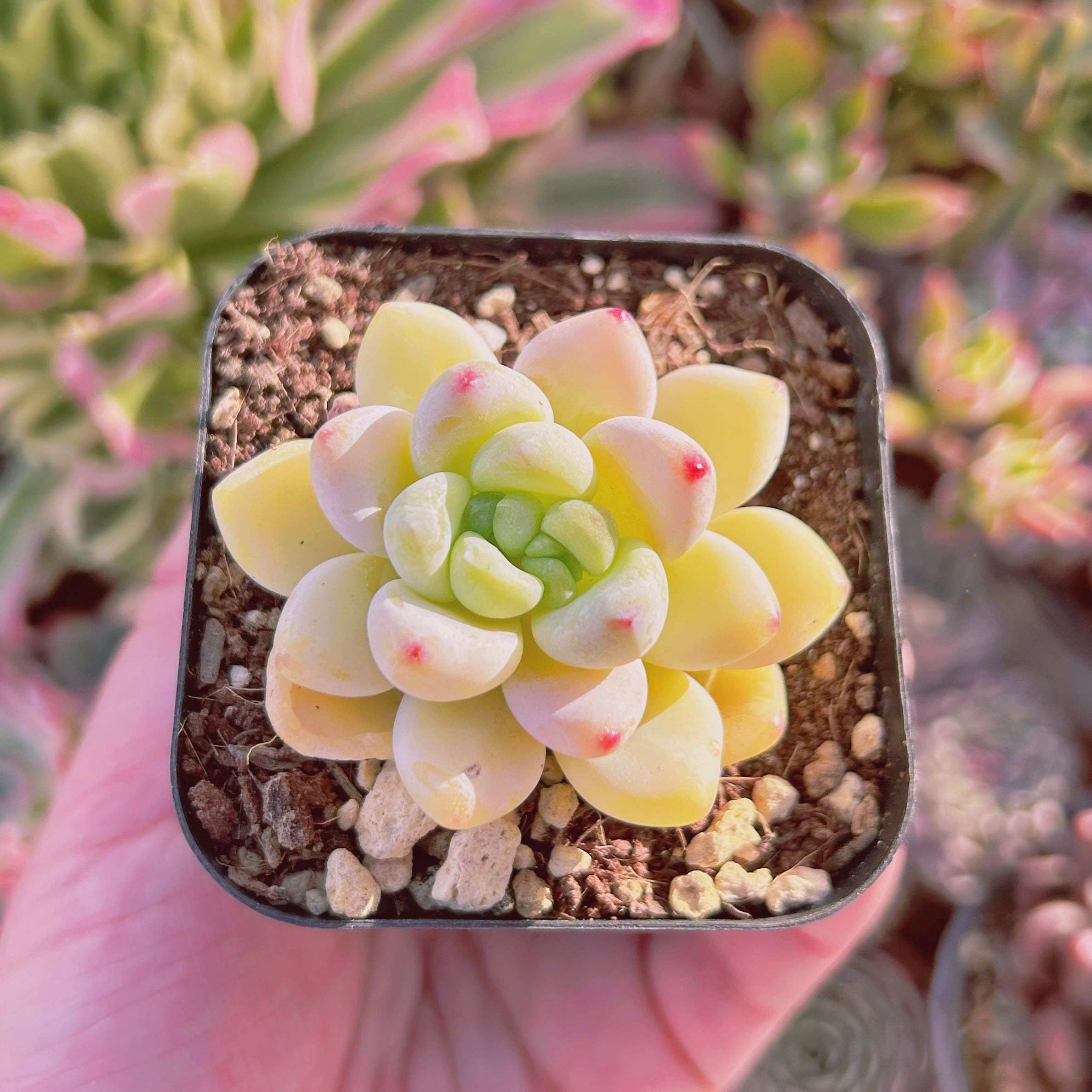 現物　多肉植物　ラウル