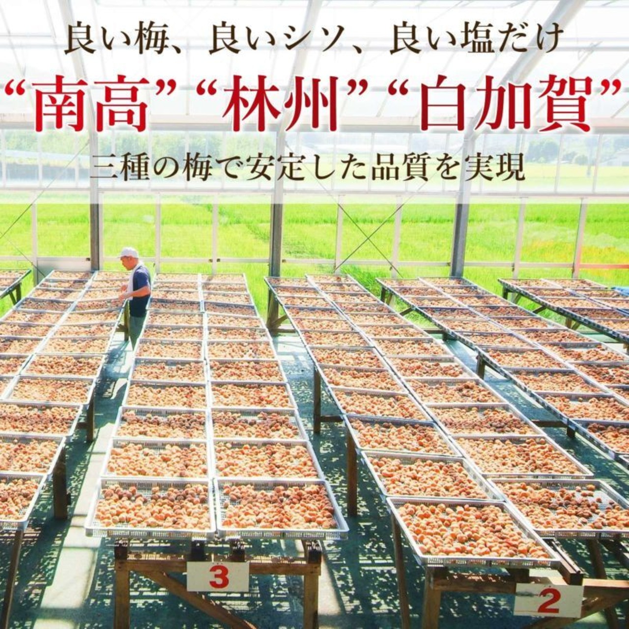 三年物梅ぼし　1k