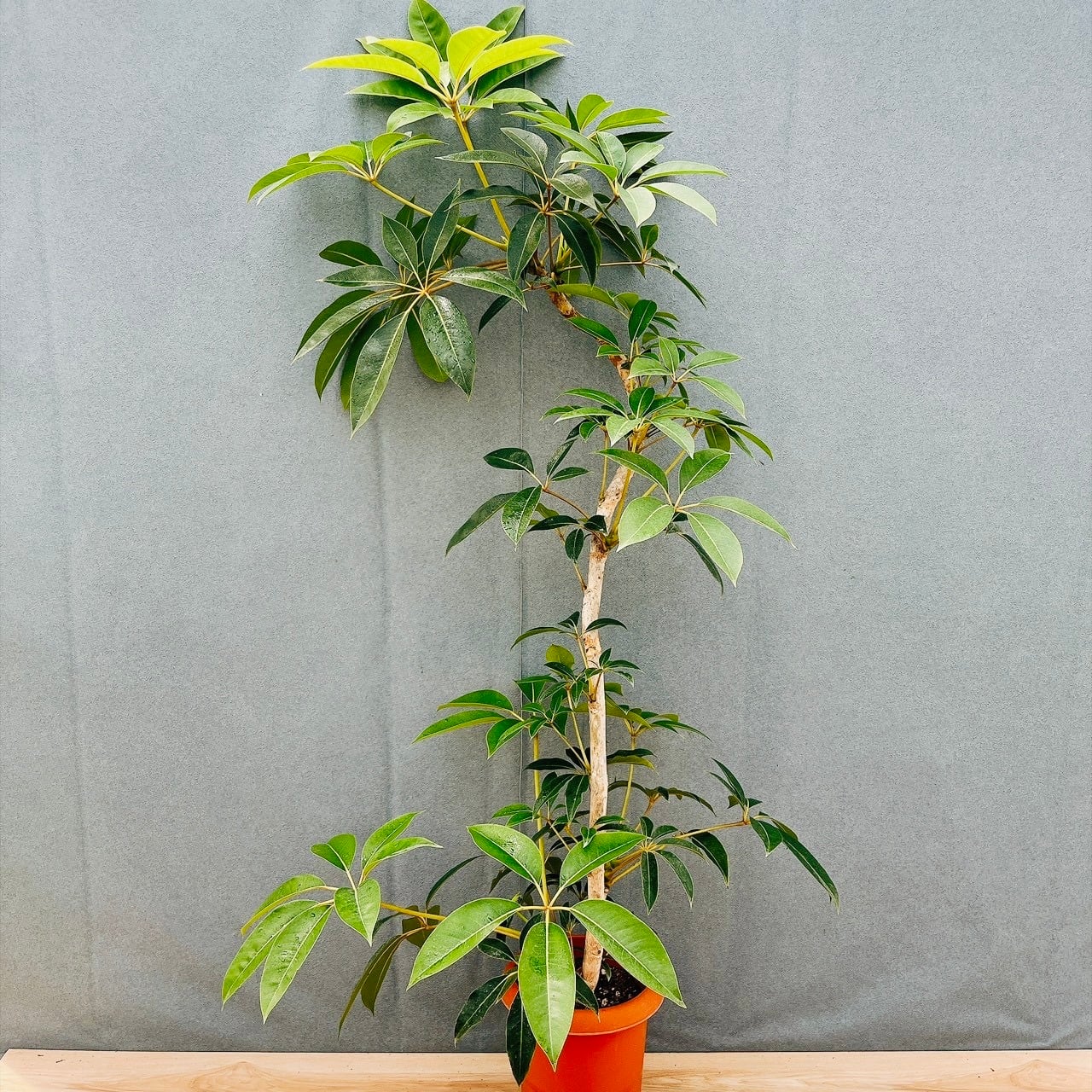 現品］F1 フィカス アムステルダムキング 8号 観葉植物 大型 室内
