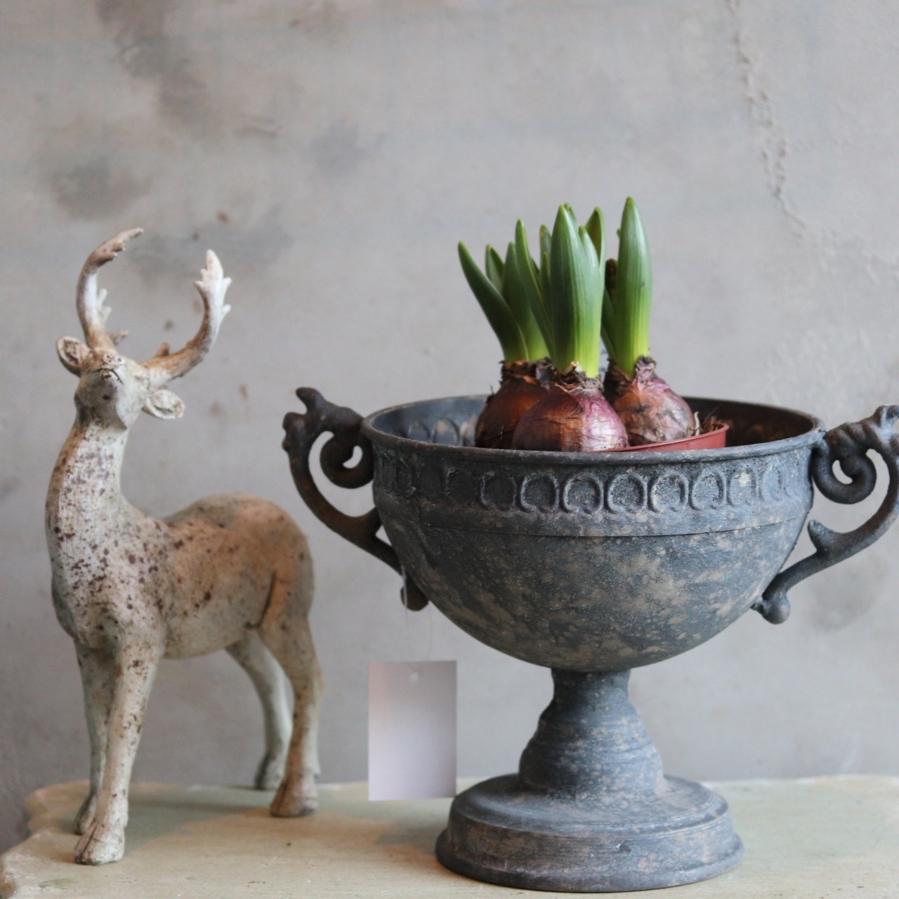 ヒヤシンス　３色ミックス　球根　水耕栽培　室内でも育つ