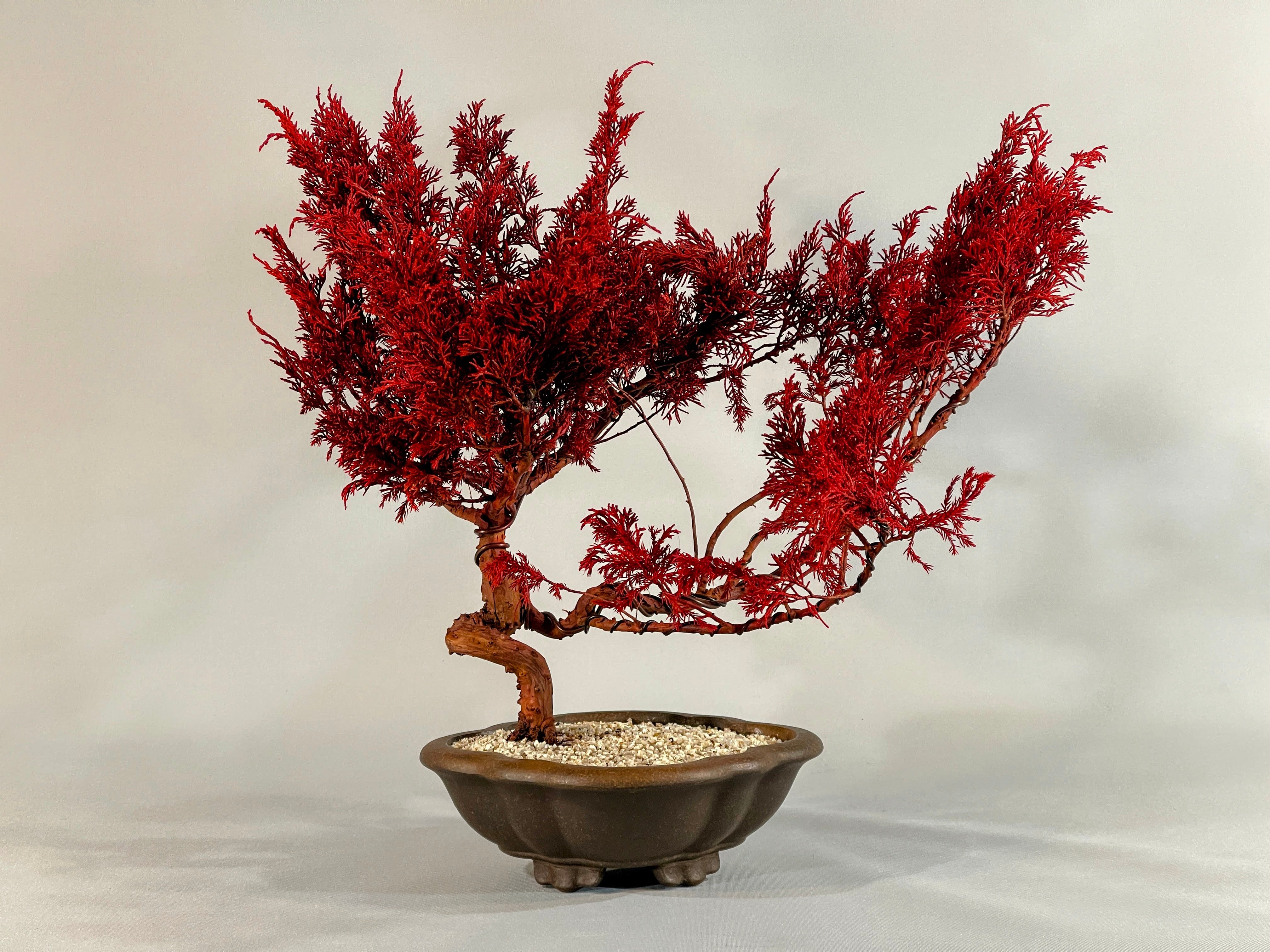 ALL ITEM | DRY BONSAI TOKYO Online store