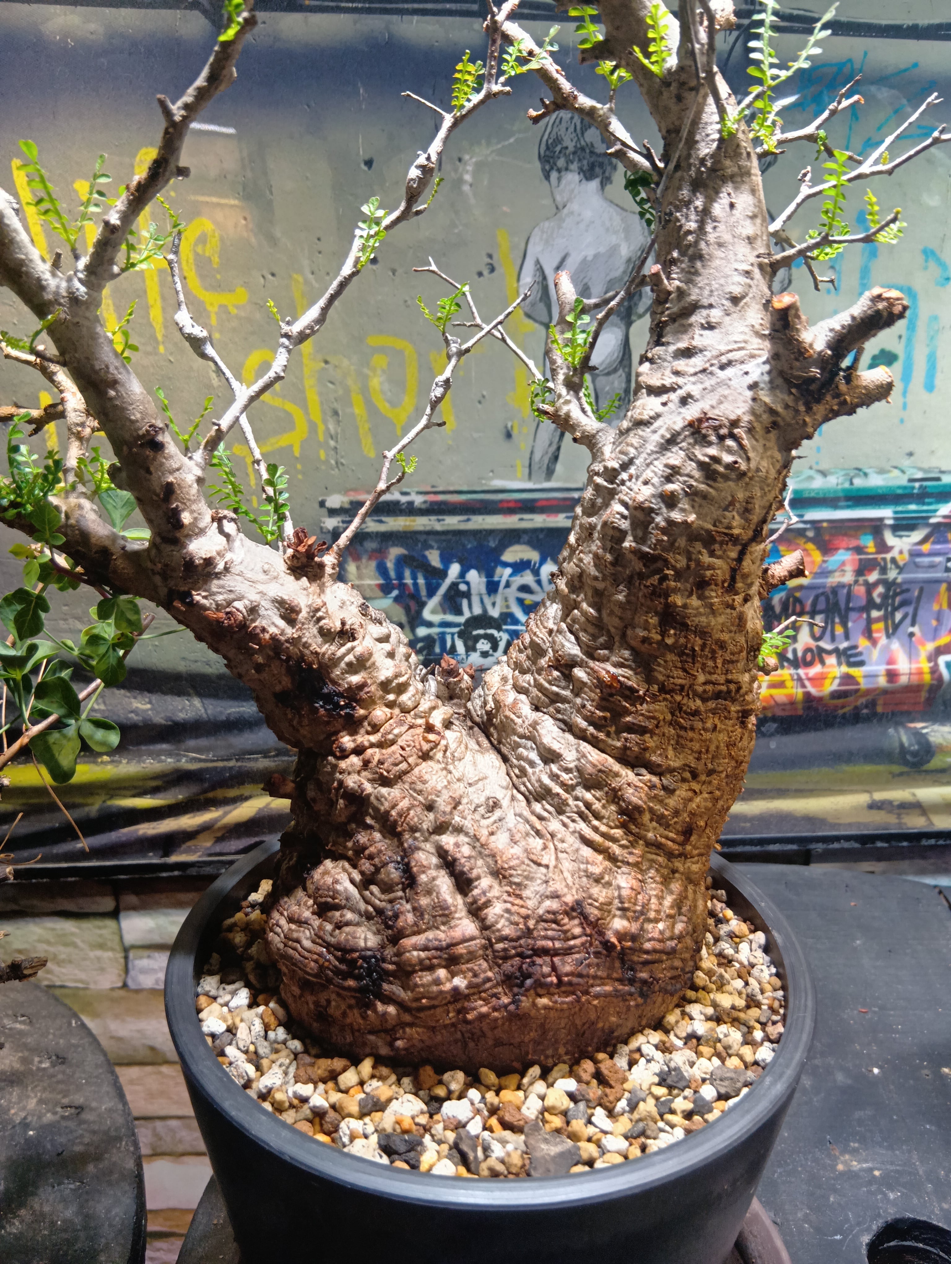 ペルクリカリア デカリー | Buenaplant