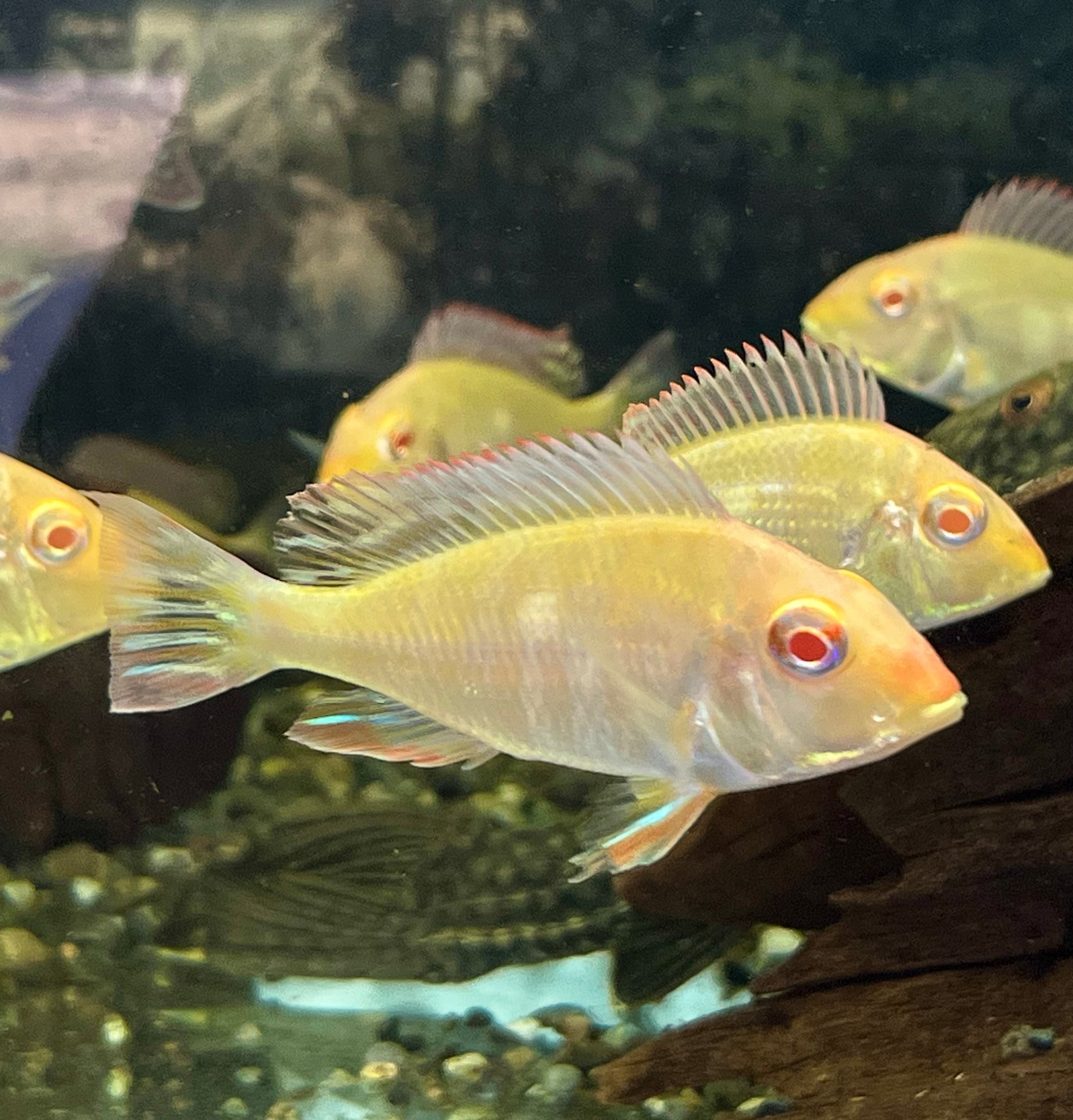 ゲオファーガスsp.レッドヘッドタパジョス 淡水魚】新着 バルーン ゲオファーガス sp レッドヘッドタパジョス【1