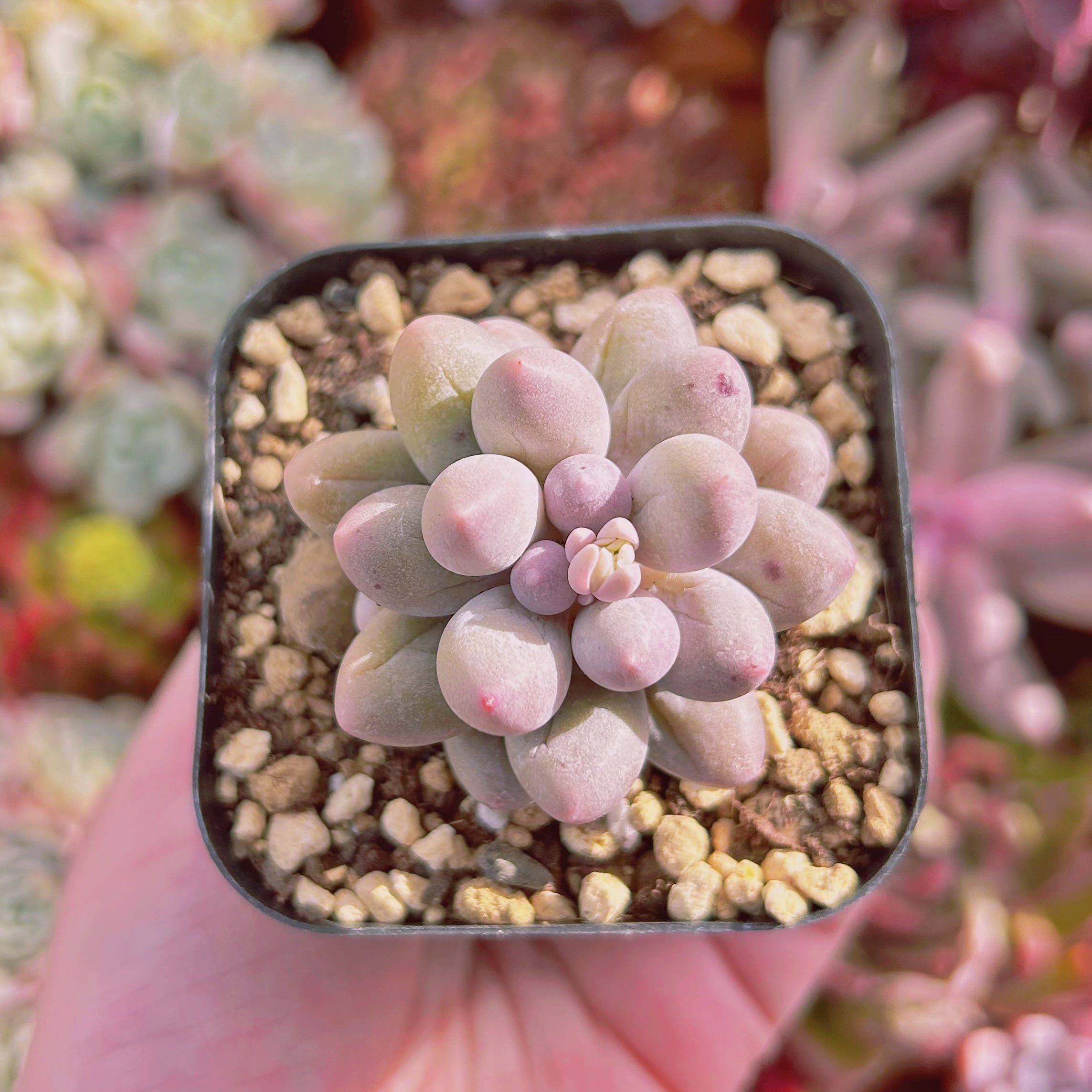 多肉植物　白い恋人