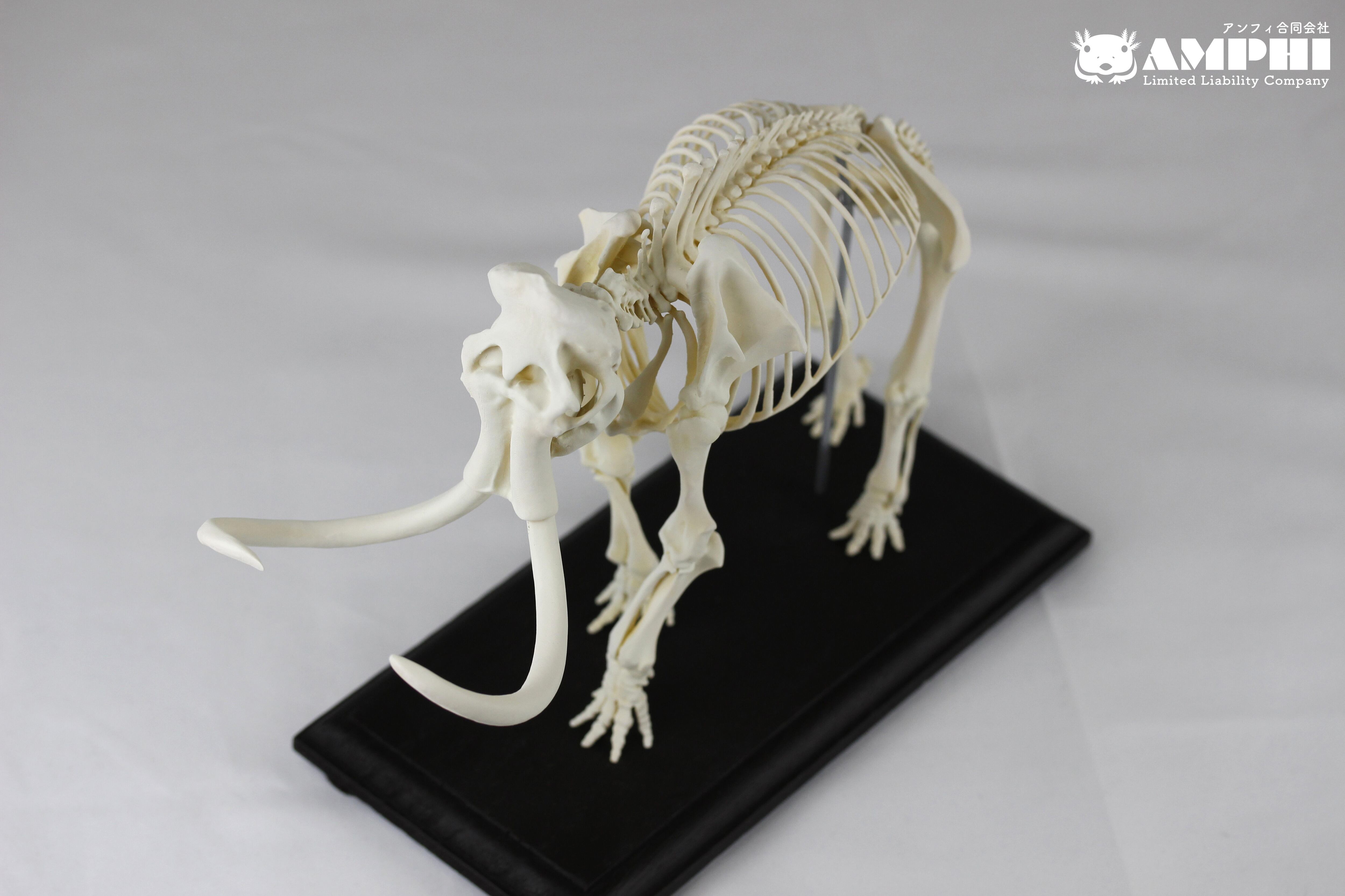 マンモス 縮小全身骨格レプリカ mammoth, miniature whole body
