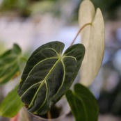 アンスリウム・レガレ / Anthurium Regale⑪│観葉植物