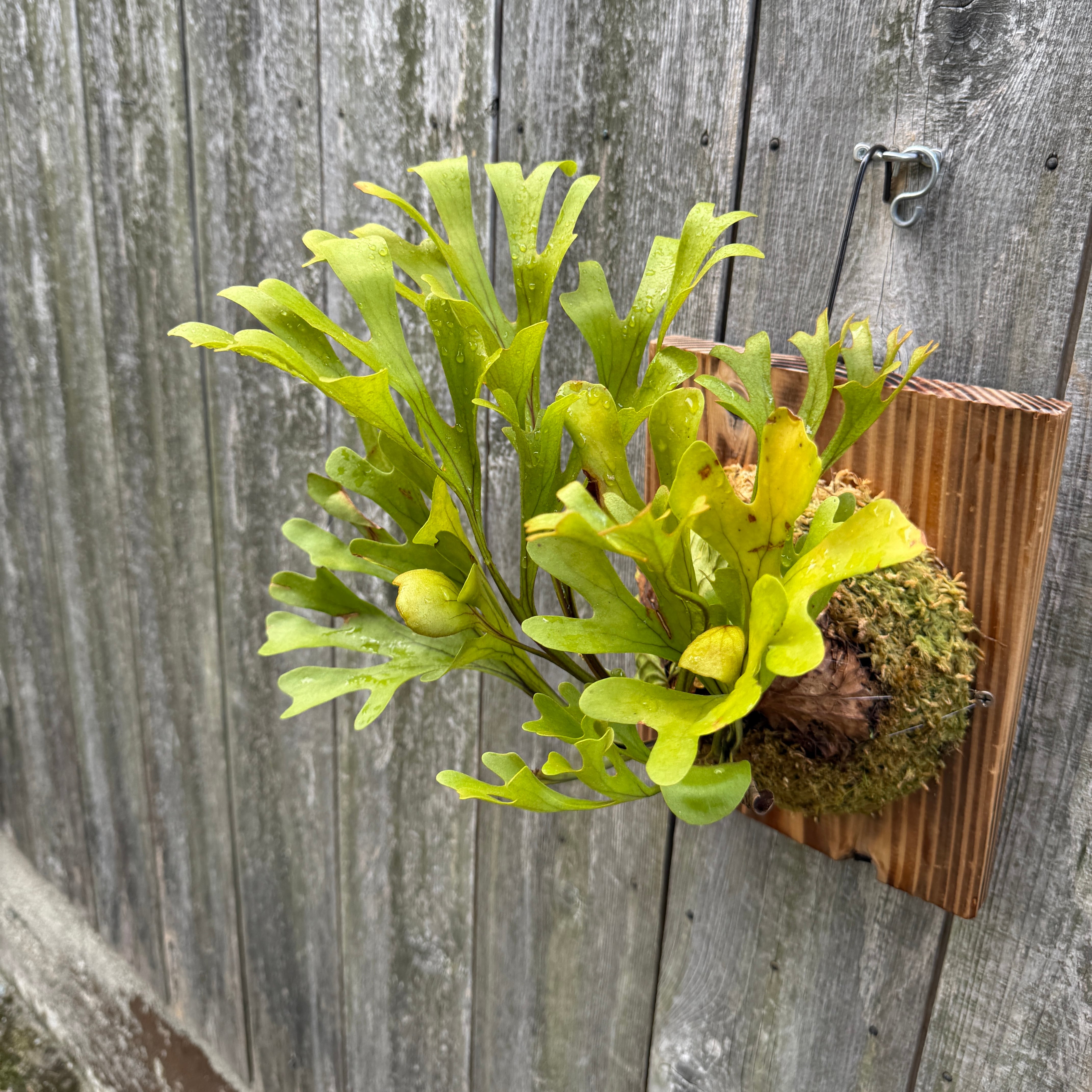 P.ridleyi wild | naturefix