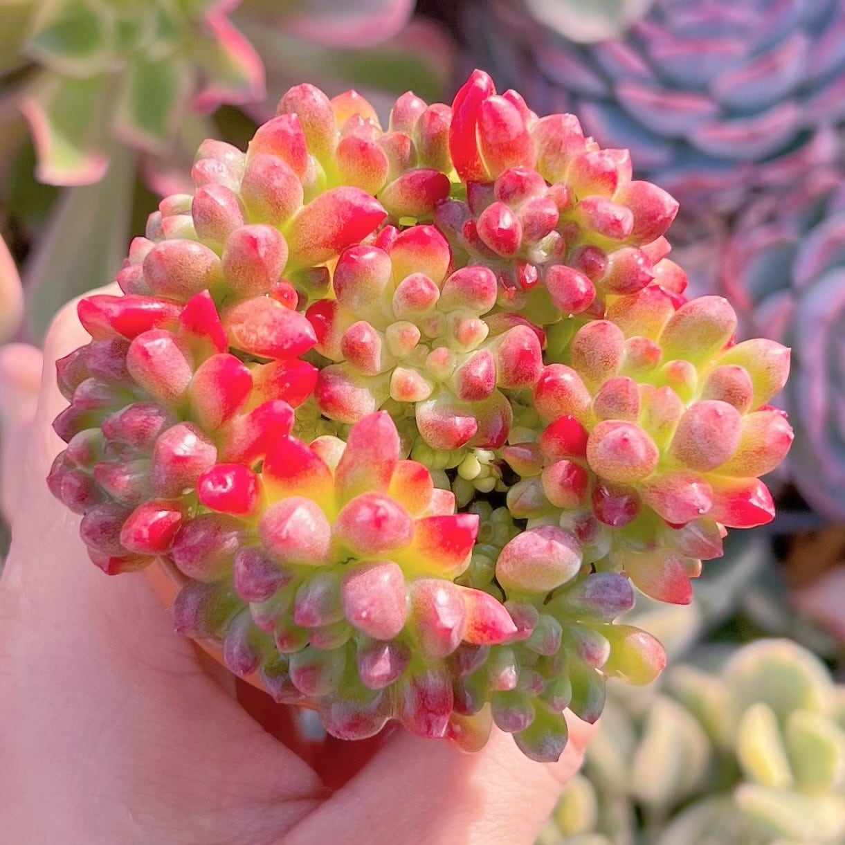 多肉植物　花火　群生　新入荷　るる農園