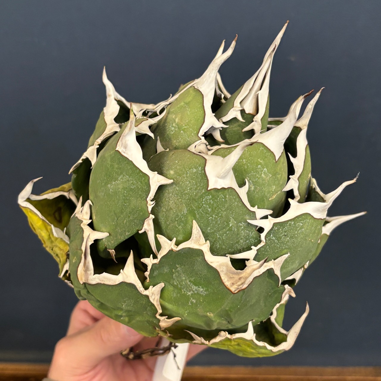 アガベ チタノタ ペルシアンドワーフ【673】