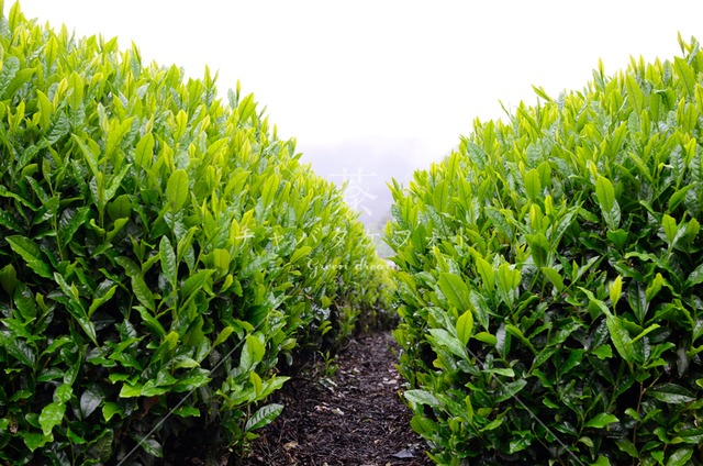 339 霧雨の初夏の茶畑