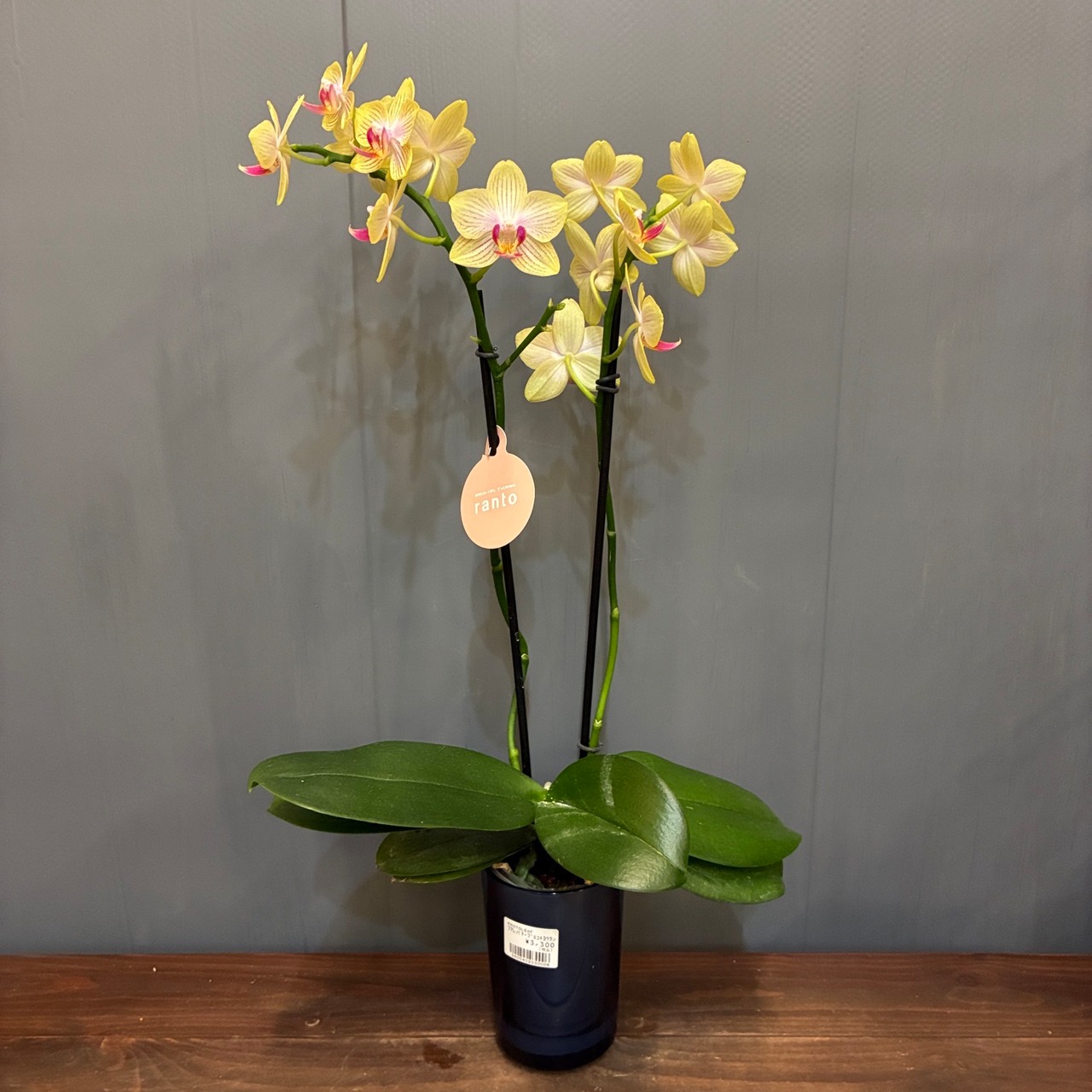 【新着3日限定10%OFF】マイクロ胡蝶蘭【088】