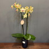 【新着3日限定10%OFF】マイクロ胡蝶蘭【088】