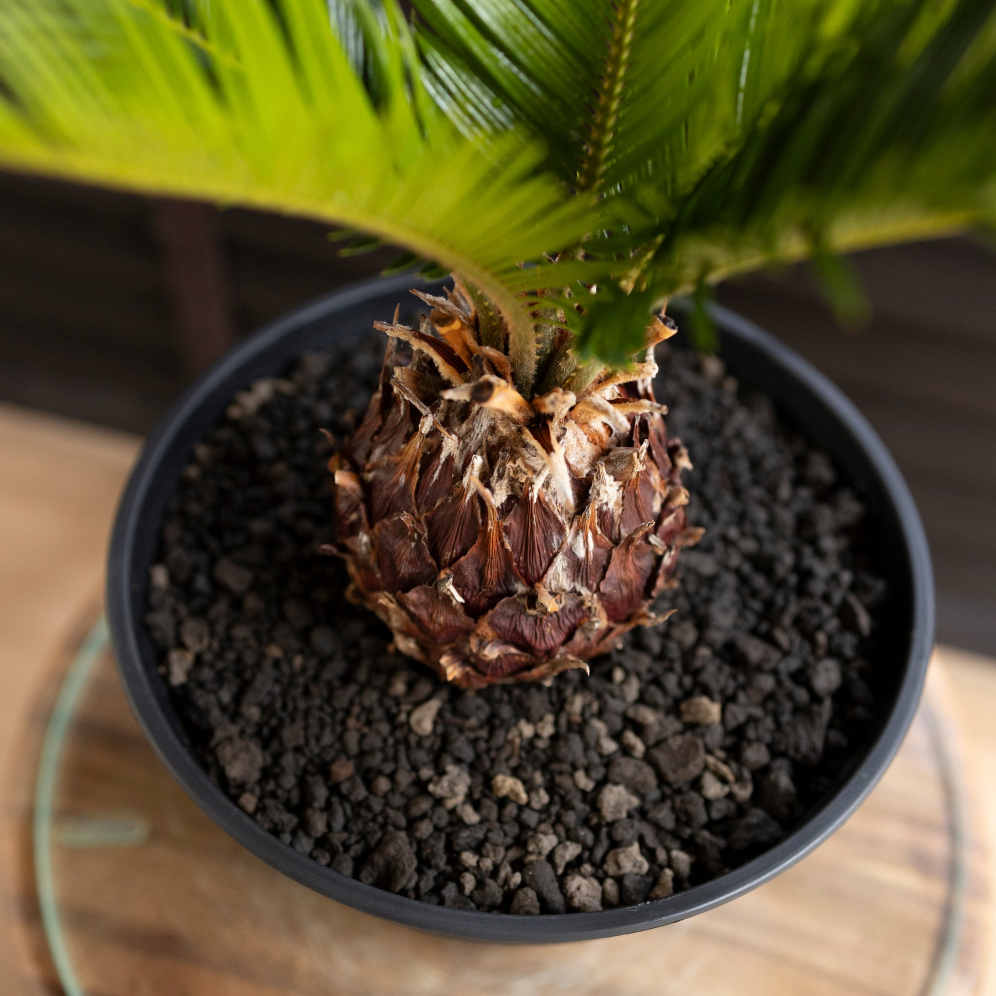 ソテツ 7号 蘇鉄 5枚葉 ヤシの木 ドライガーデン ロックガーデン